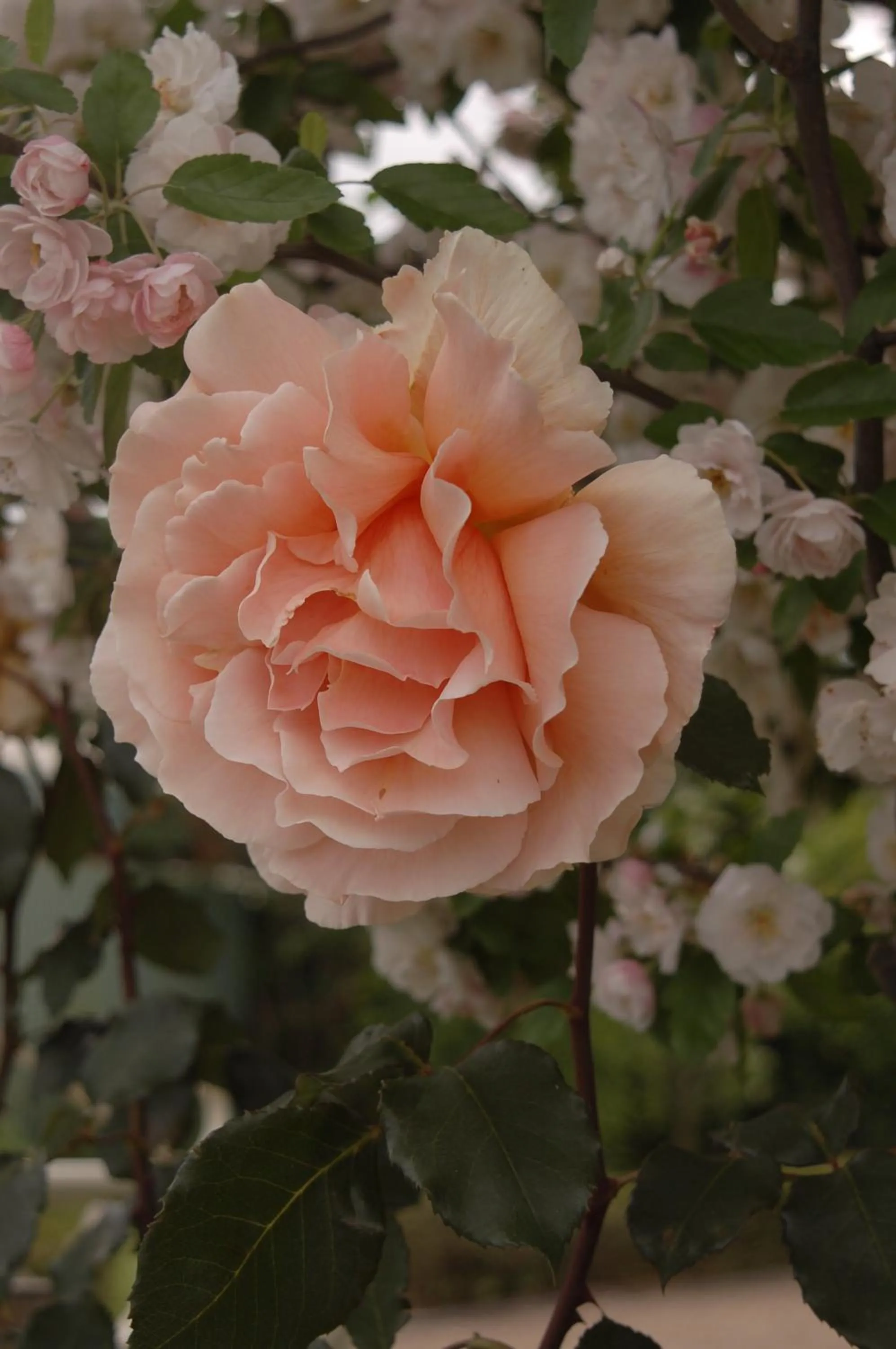 Garden in Dalfruin B&B