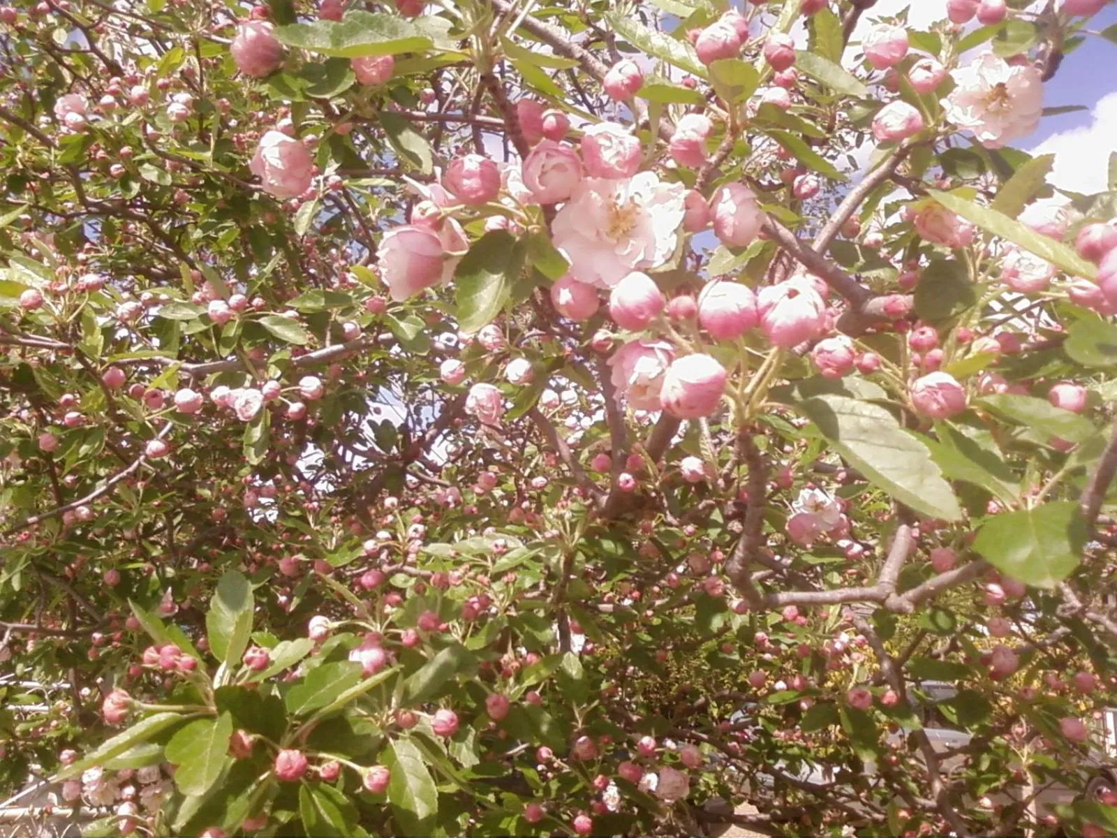 Garden in Dalfruin B&B
