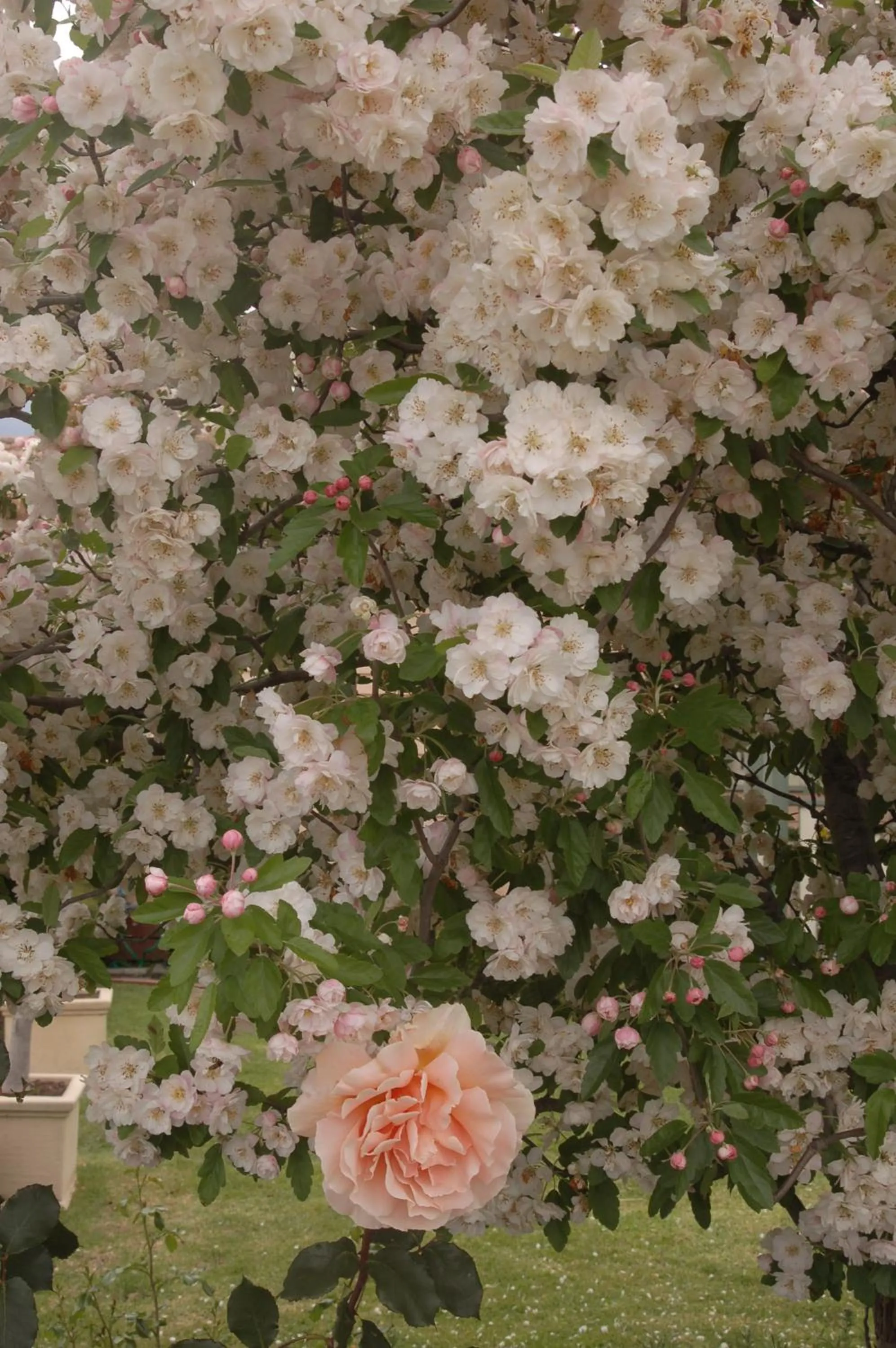 Garden in Dalfruin B&B