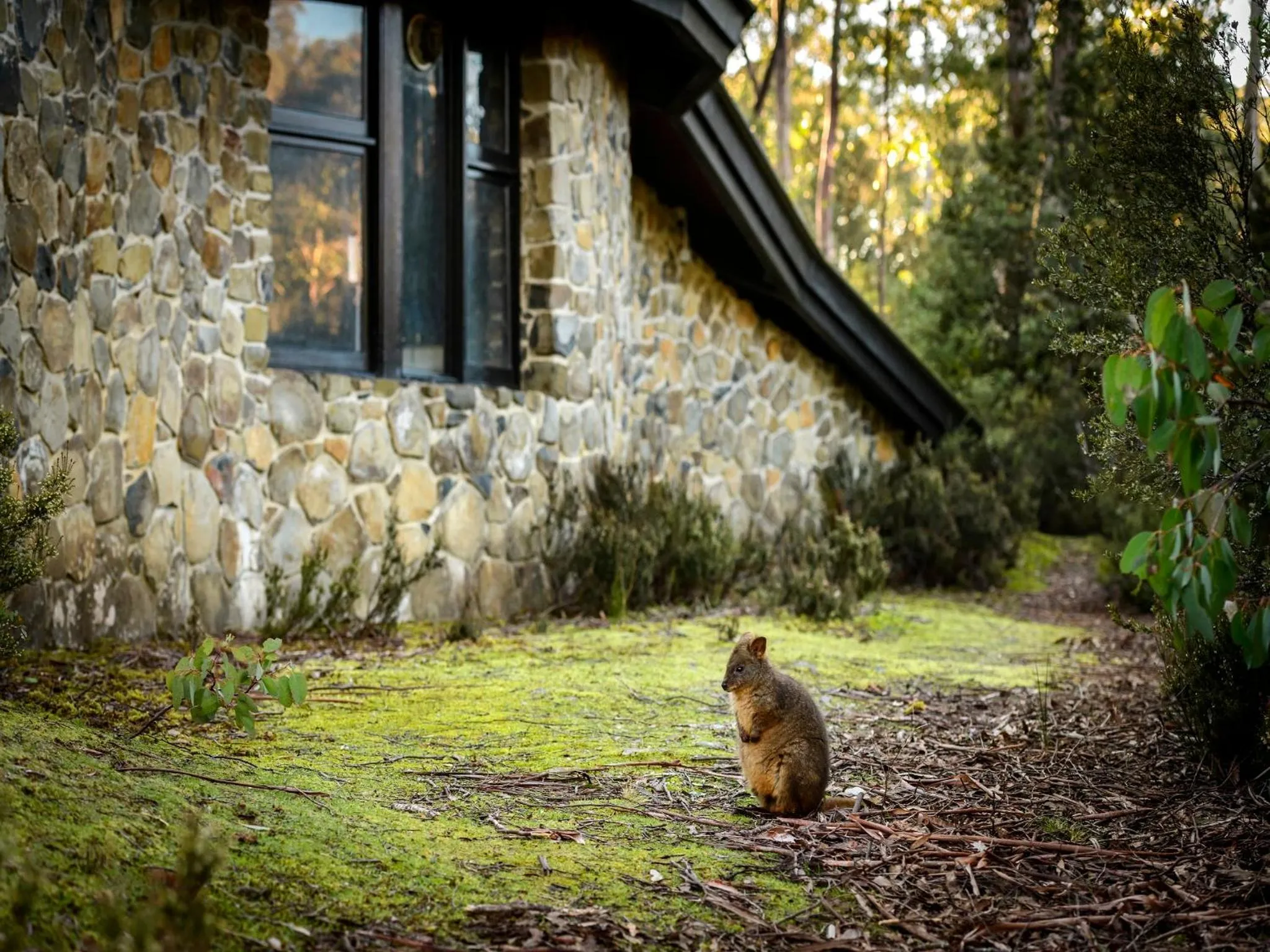 Area and facilities in Discovery Parks - Cradle Mountain