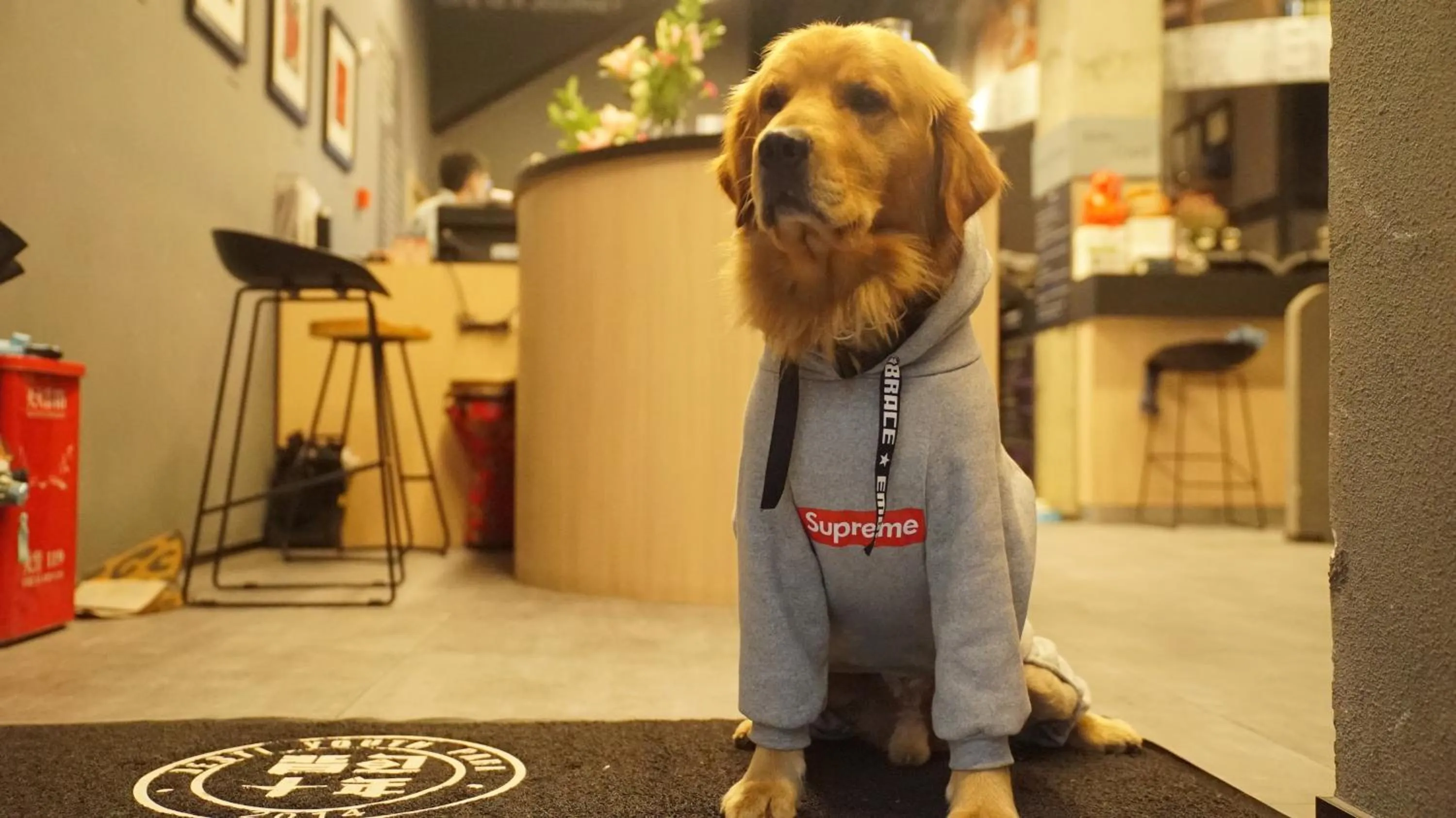 Pets in Chengdu Desti Youth Park Hostel Chunxi Road