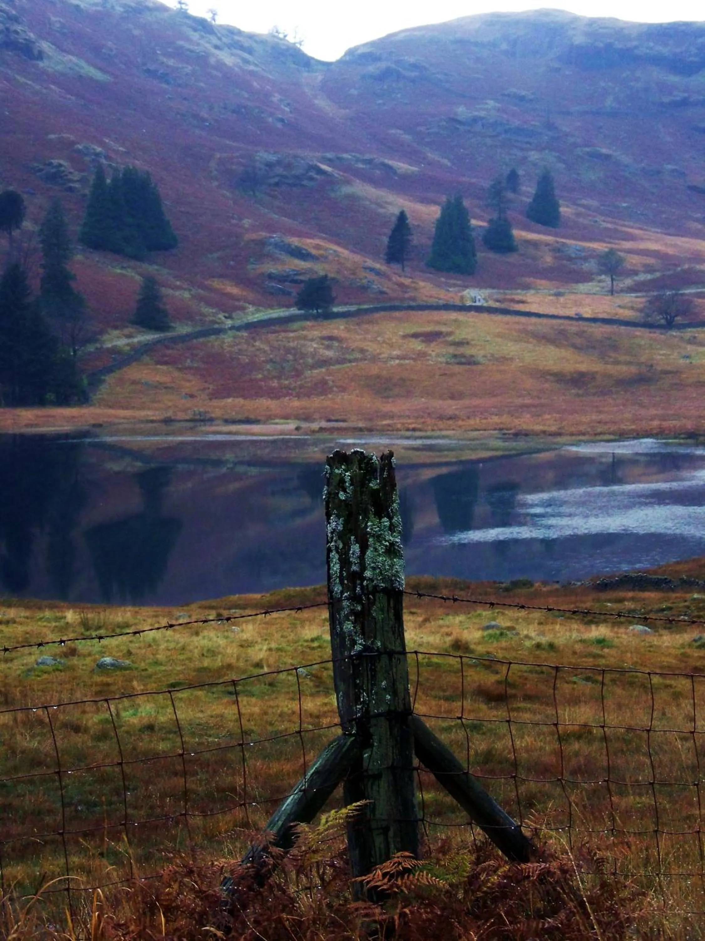 Natural landscape in Laurel Cottage