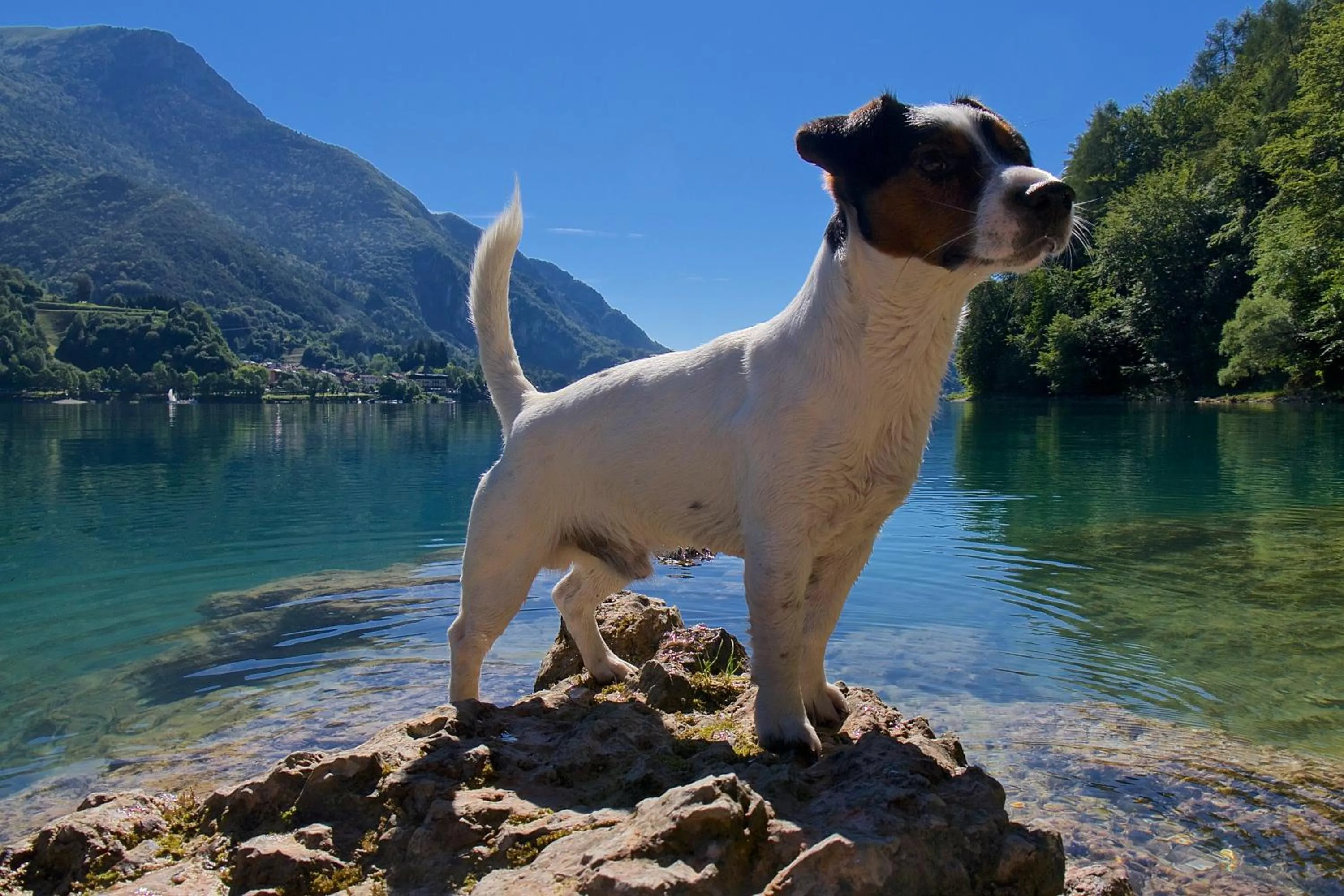 Pets in Hotel Garni My Ledro