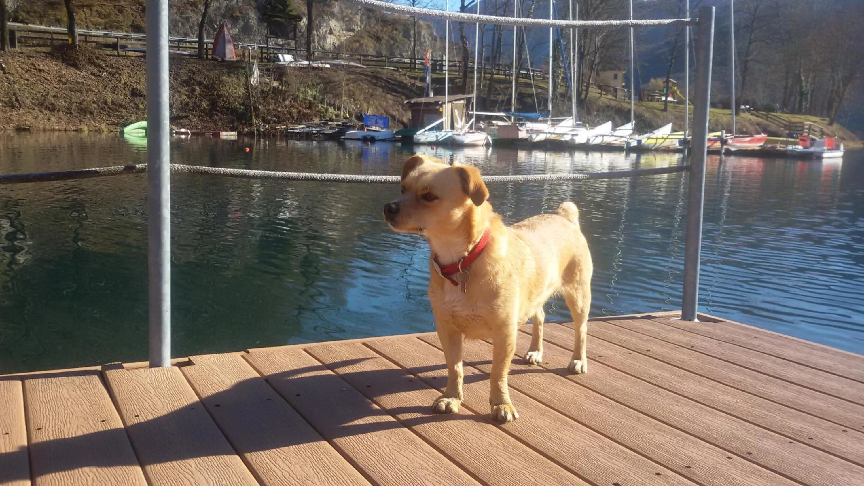 Pets in Hotel Garni My Ledro