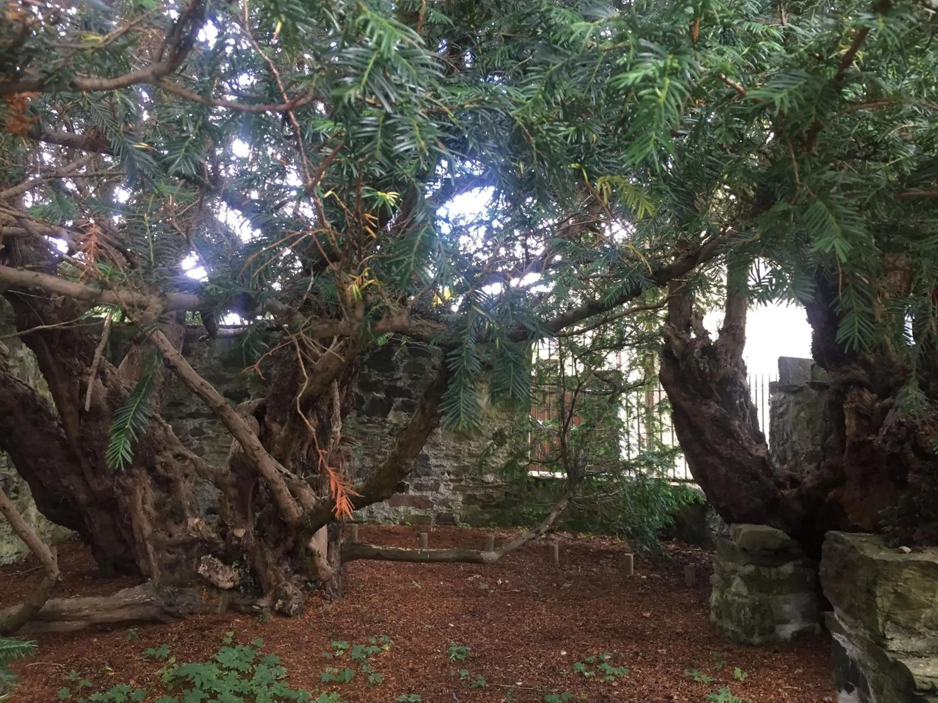 Luxury woodland Alder Lodge