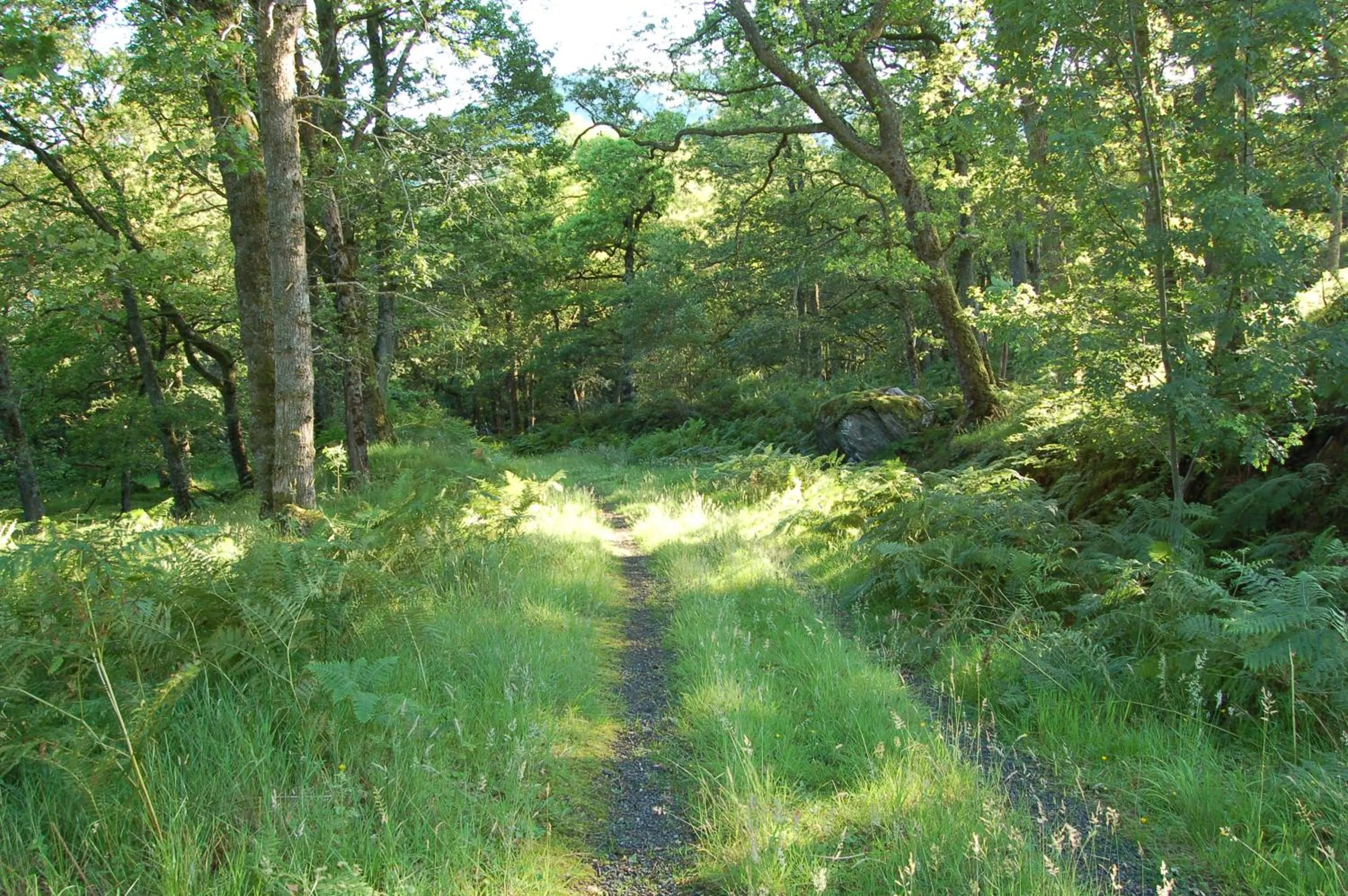 Luxury woodland Alder Lodge