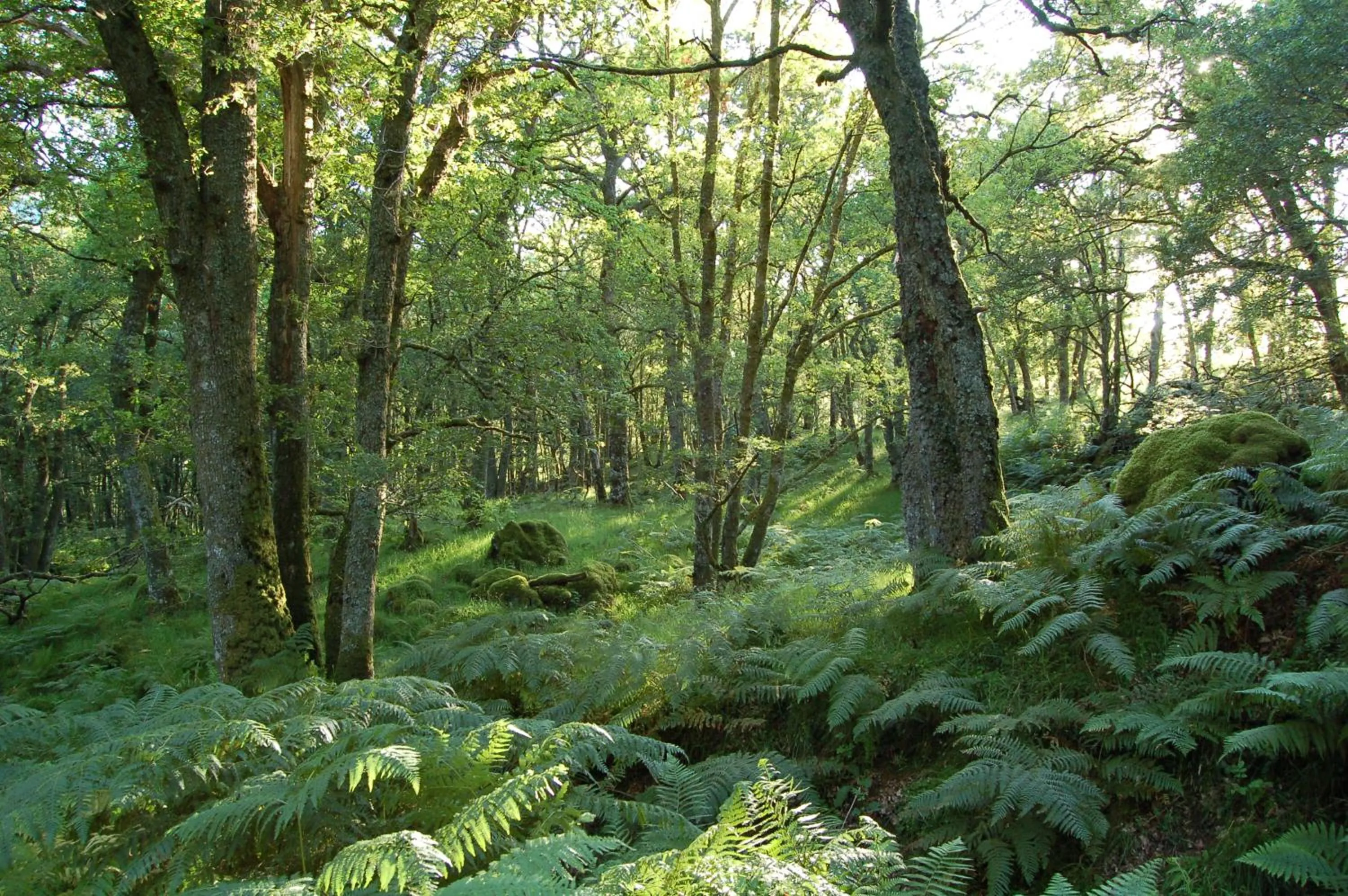 Luxury woodland Alder Lodge