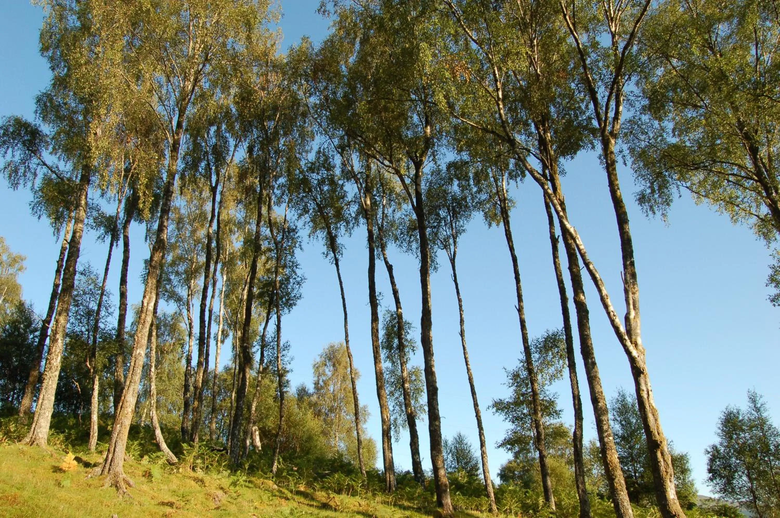 Luxury woodland Alder Lodge