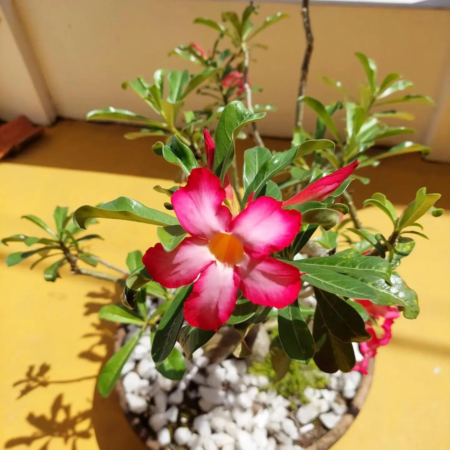 Pousada Sunset Boipeba