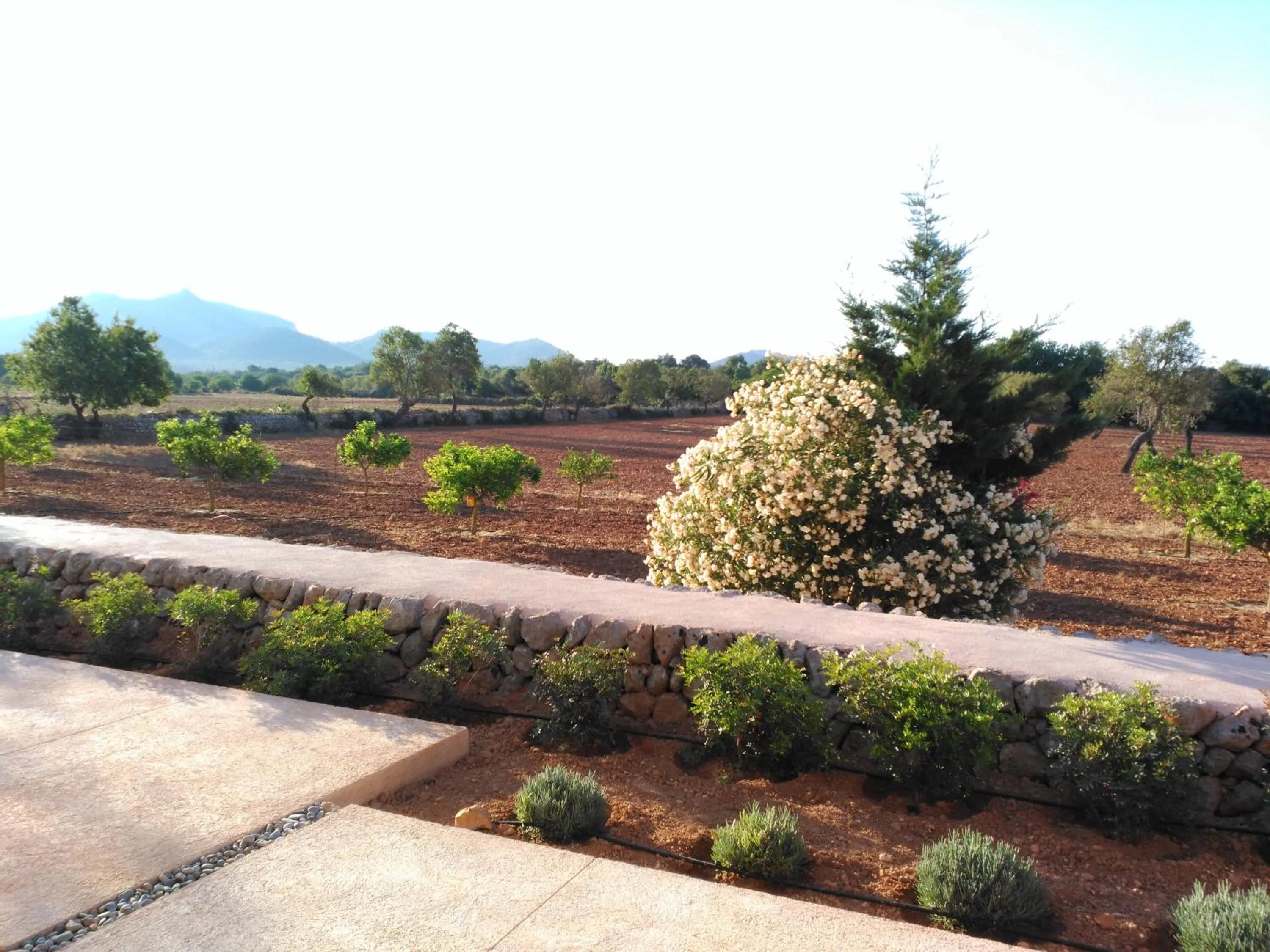 Garden in son capellot