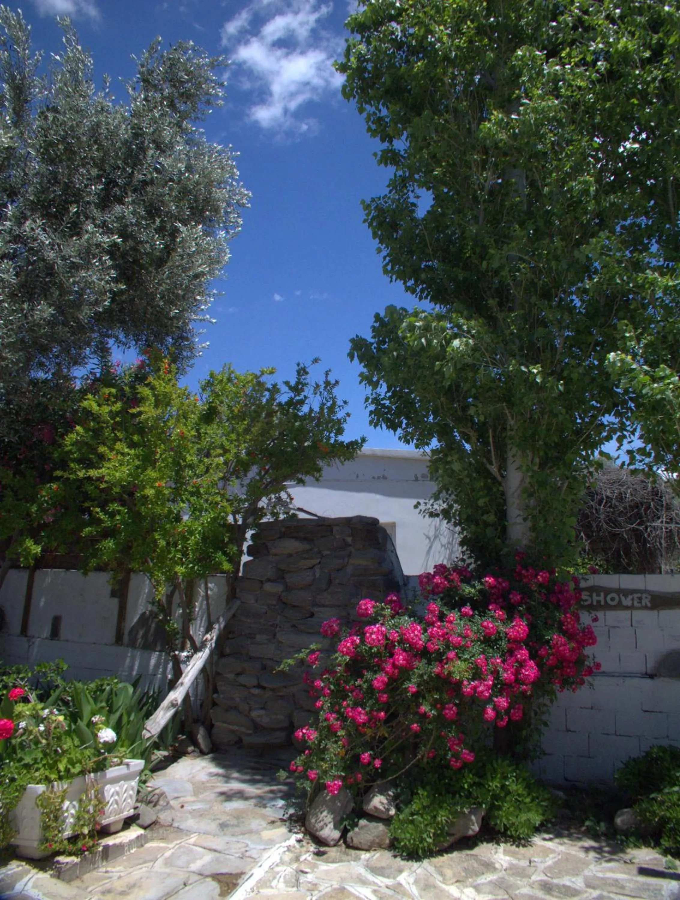 Garden in Hotel Sofia