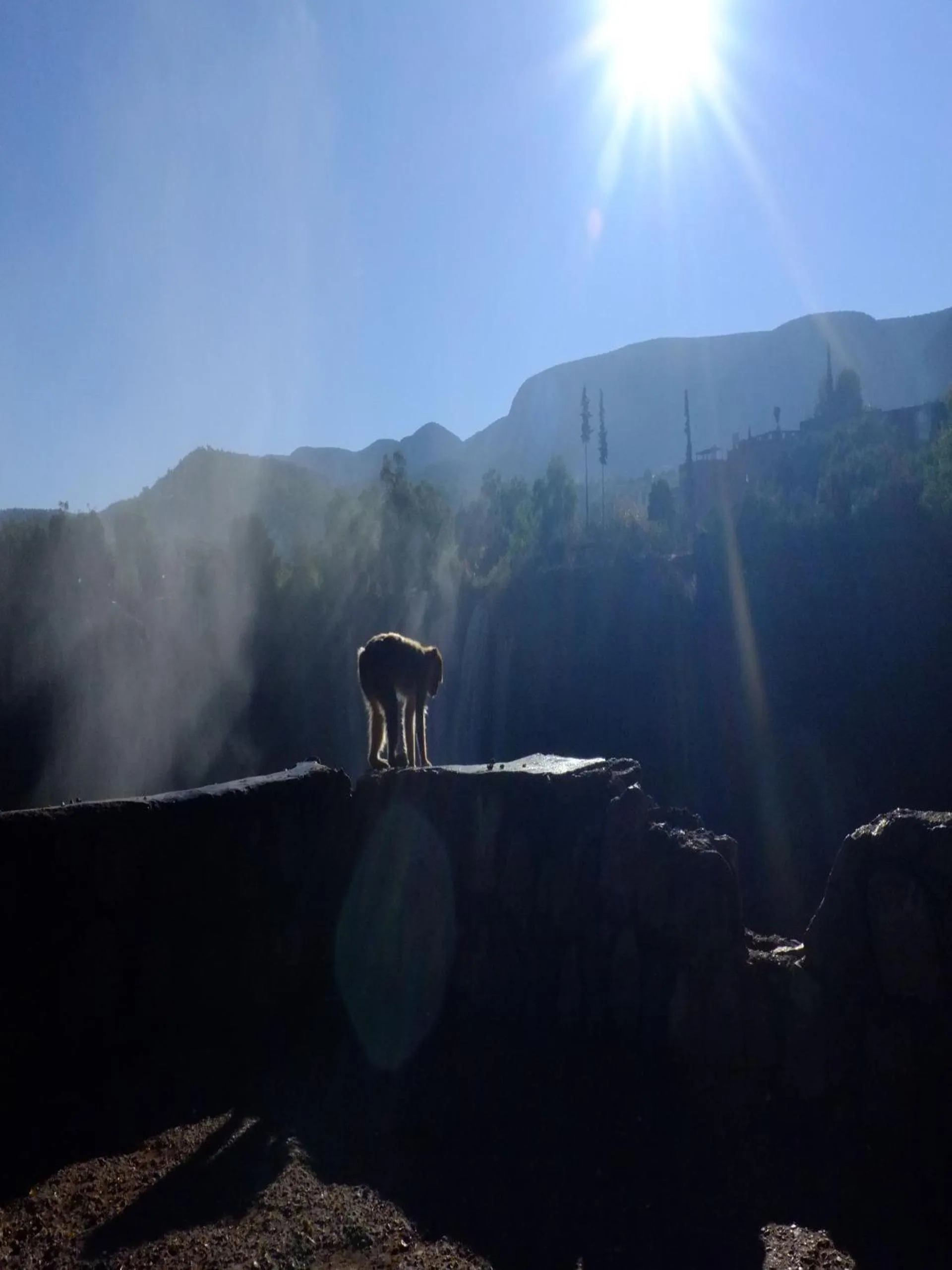 Animals in Riad Cascades d'Ouzoud