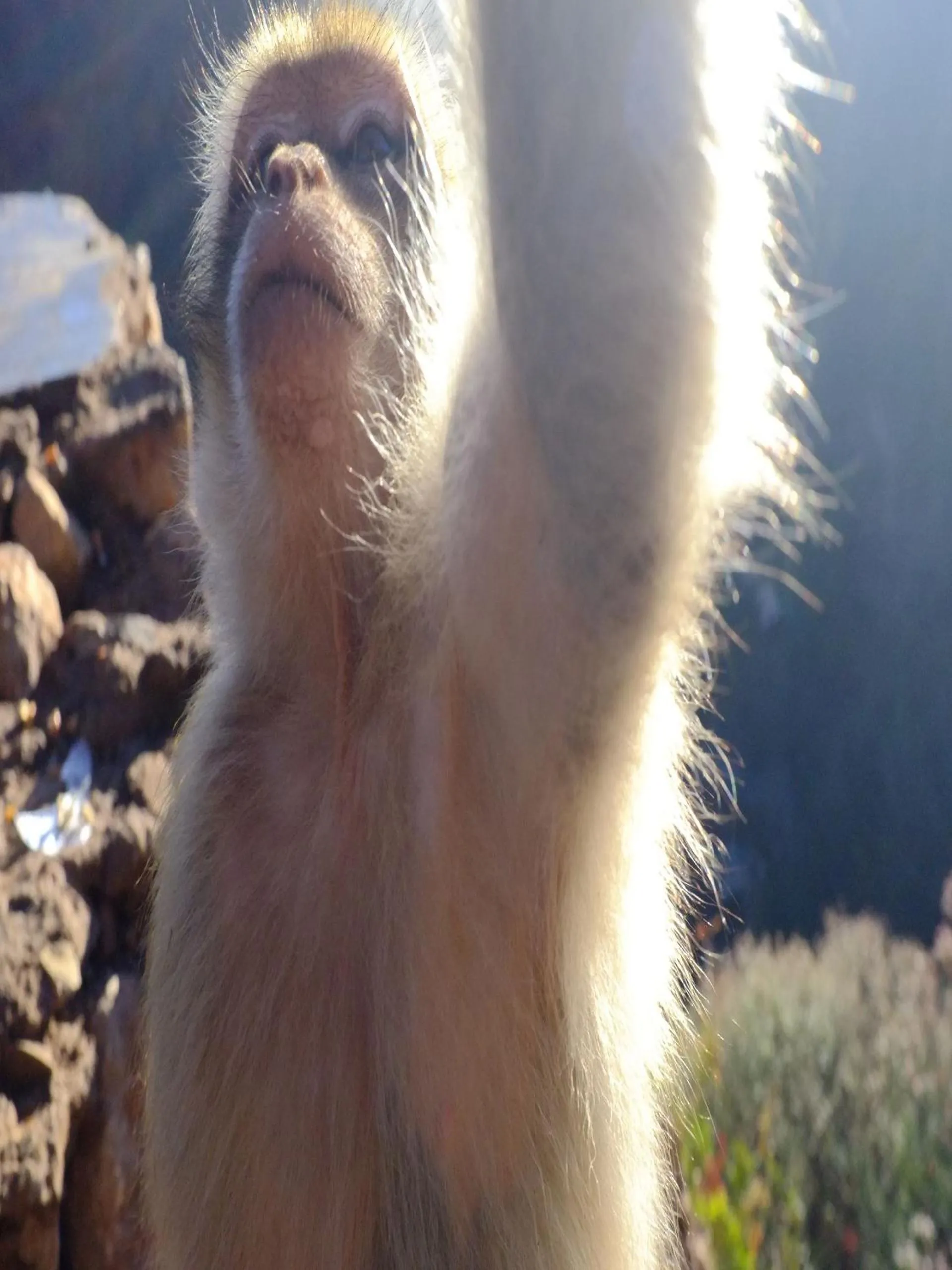 Animals in Riad Cascades d'Ouzoud