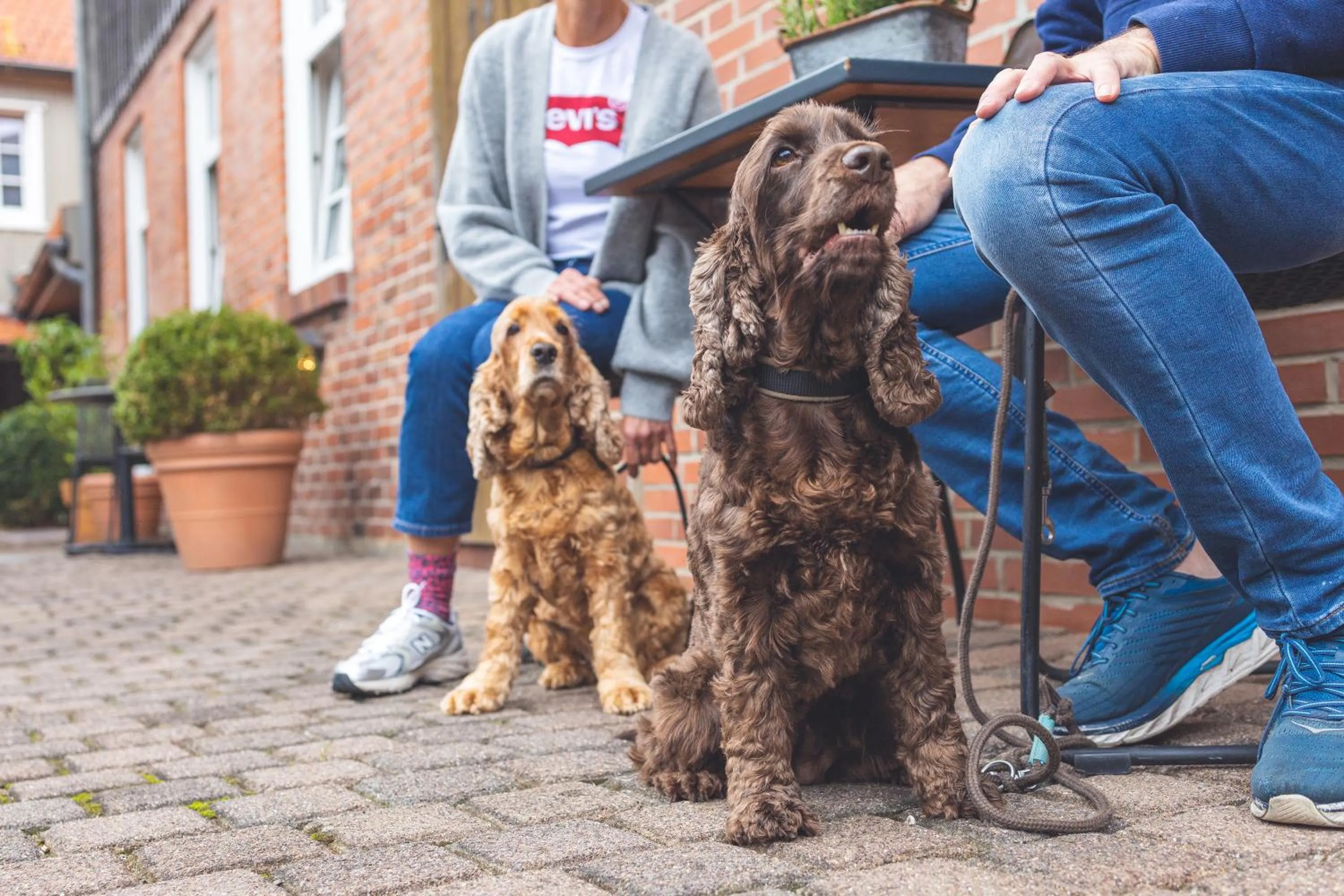 Pets in Landart Hotel