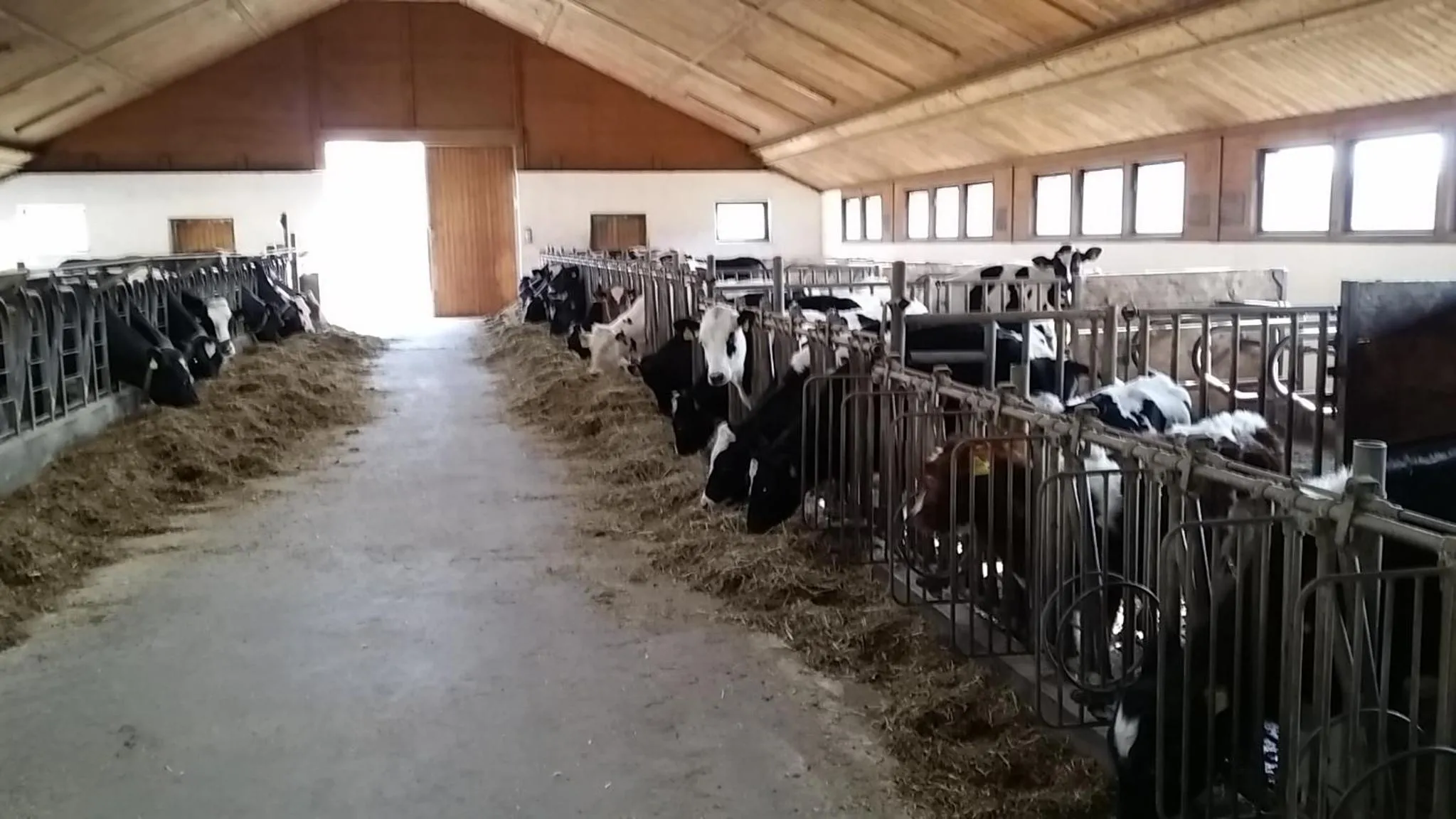 Animals in Ferienwohnungen Oranhof
