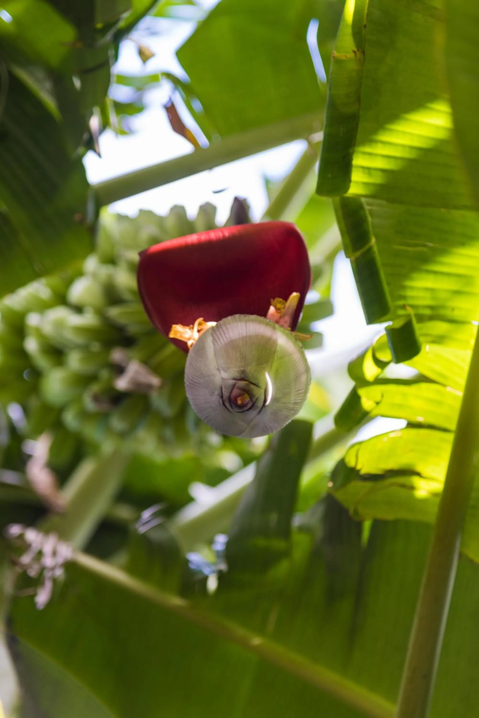 Garden view in Mon Choisy Beach R.