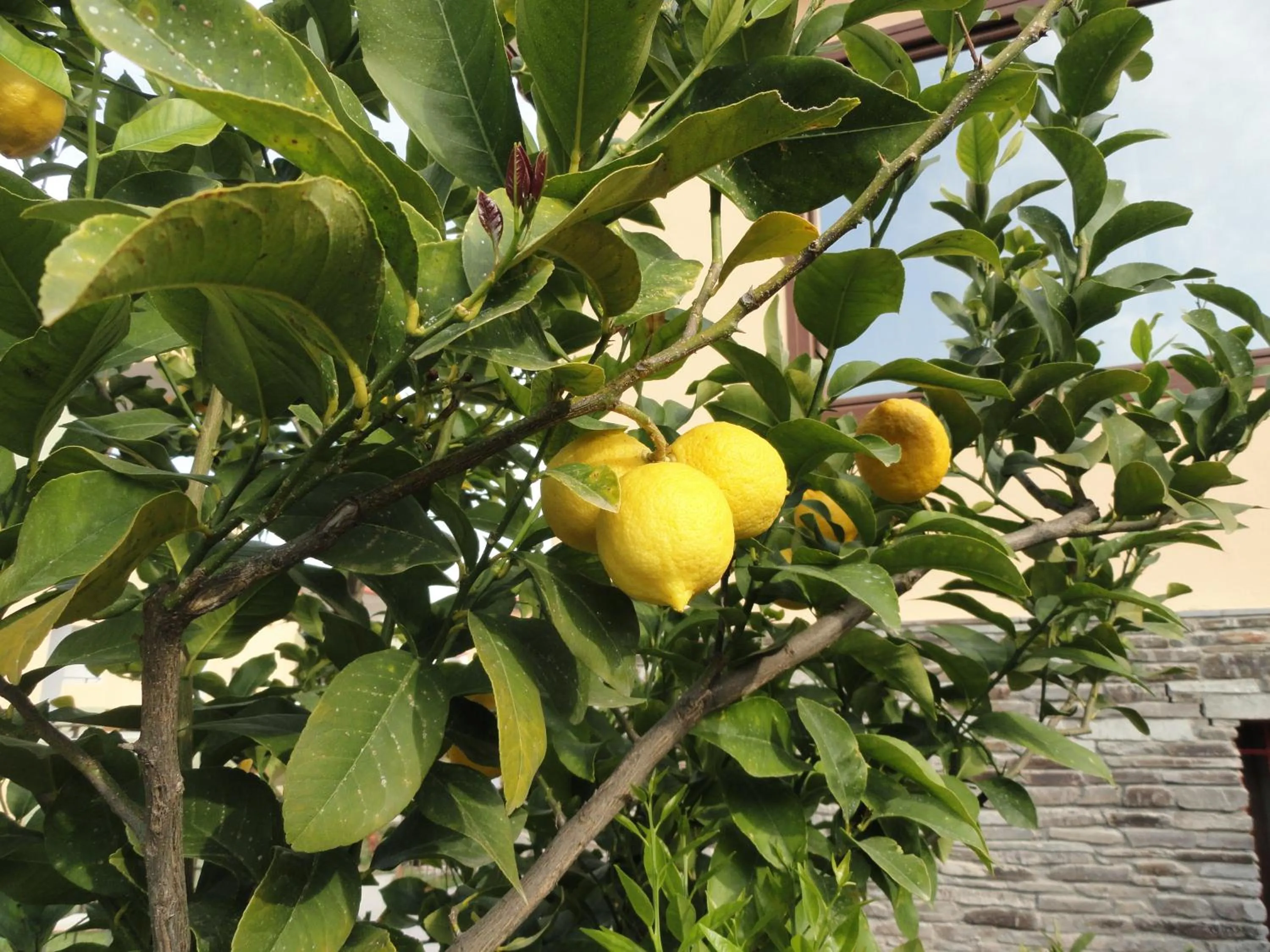Garden in Amari Hotel