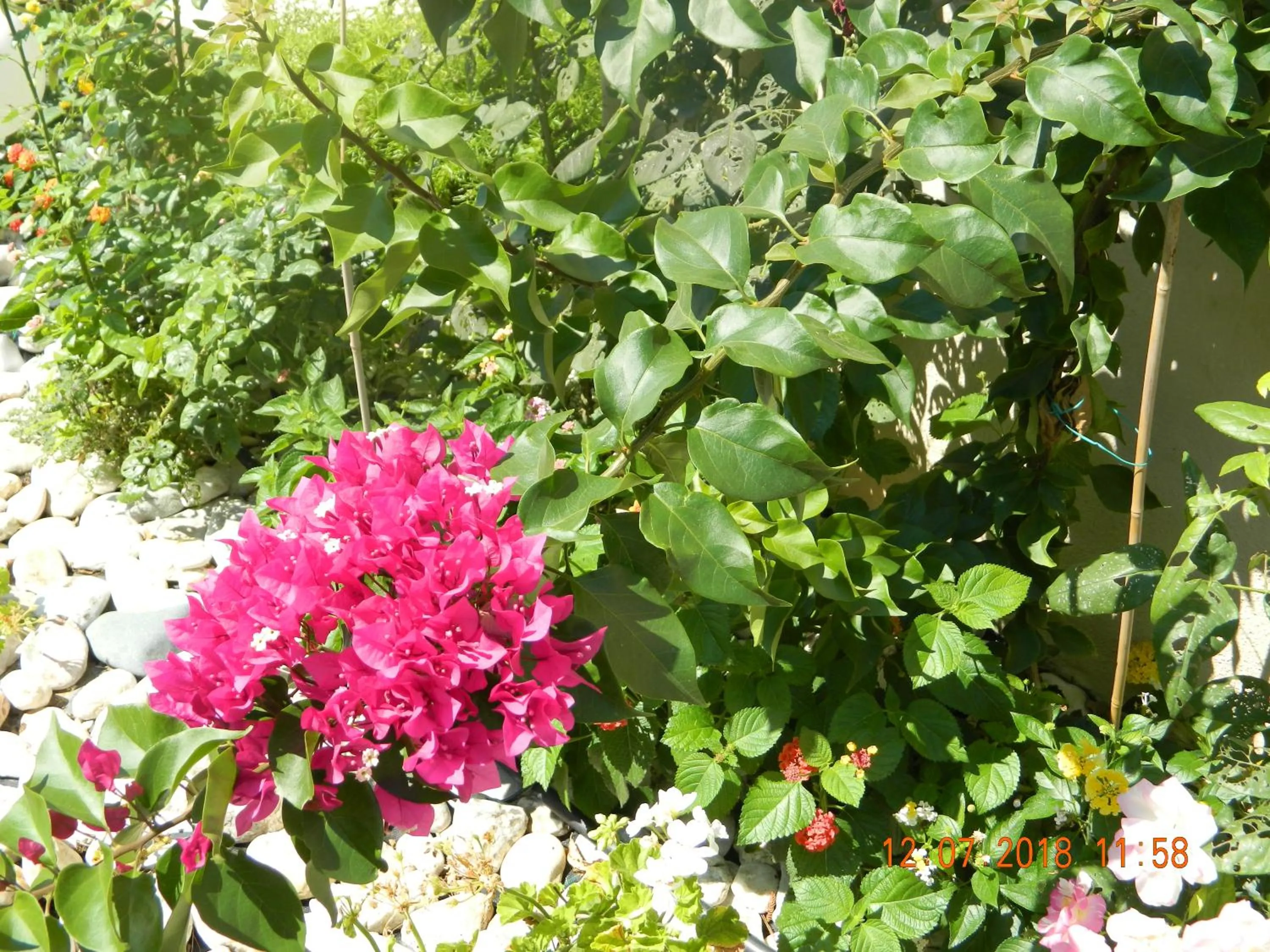 Garden in Amari Hotel