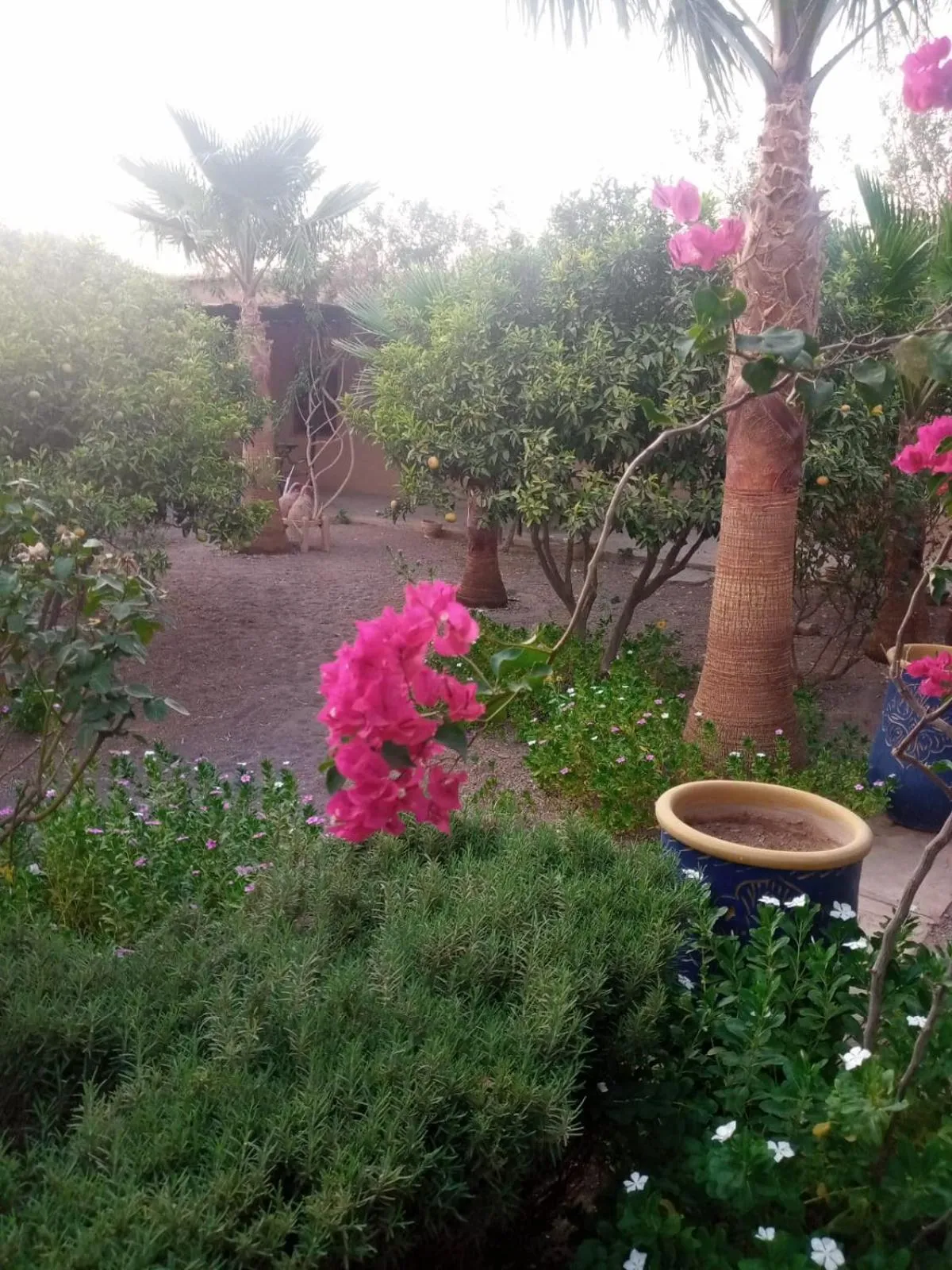 Garden in Kasbah Auberge Bassou