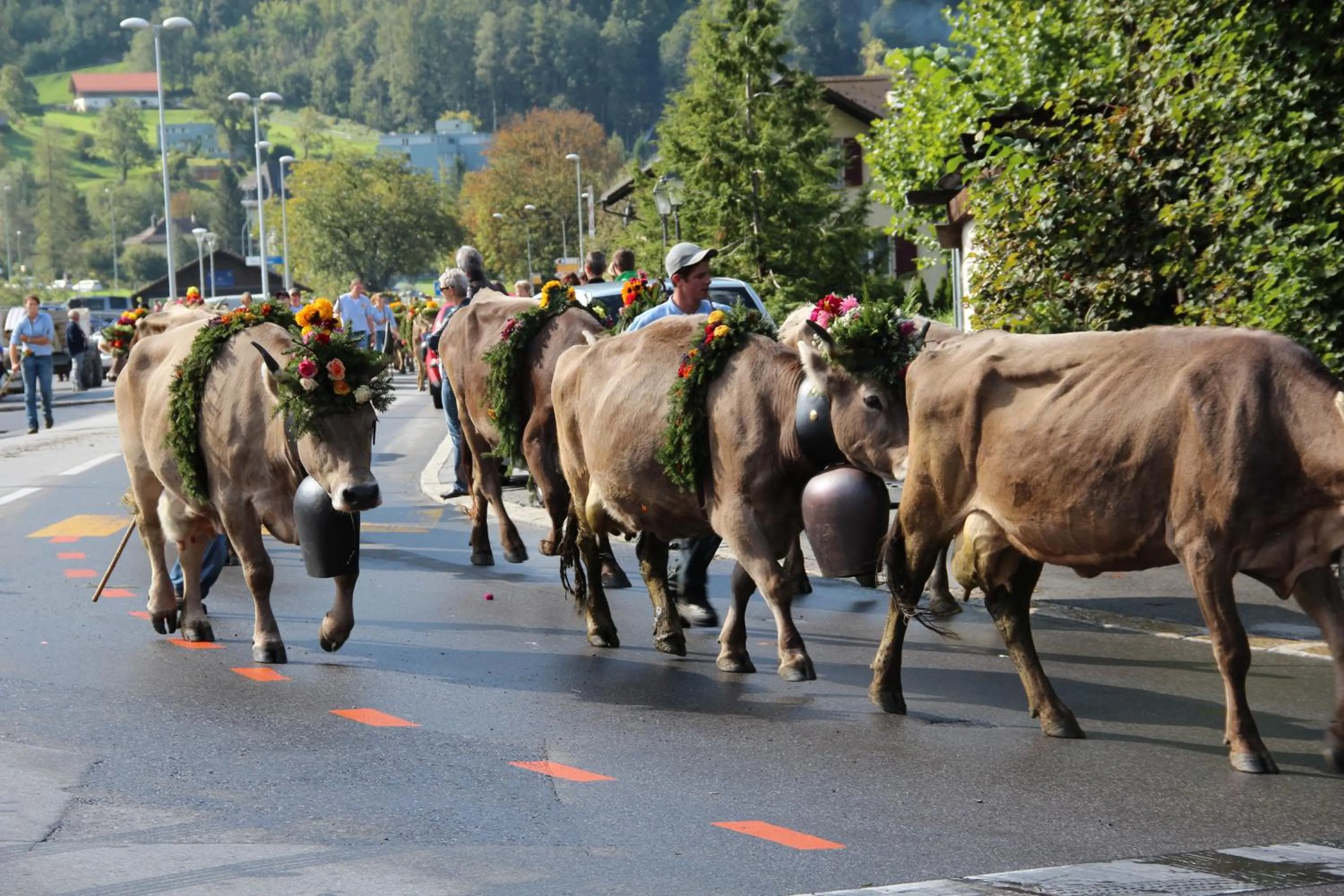 Animals in Hotel-Restaurant Alpina