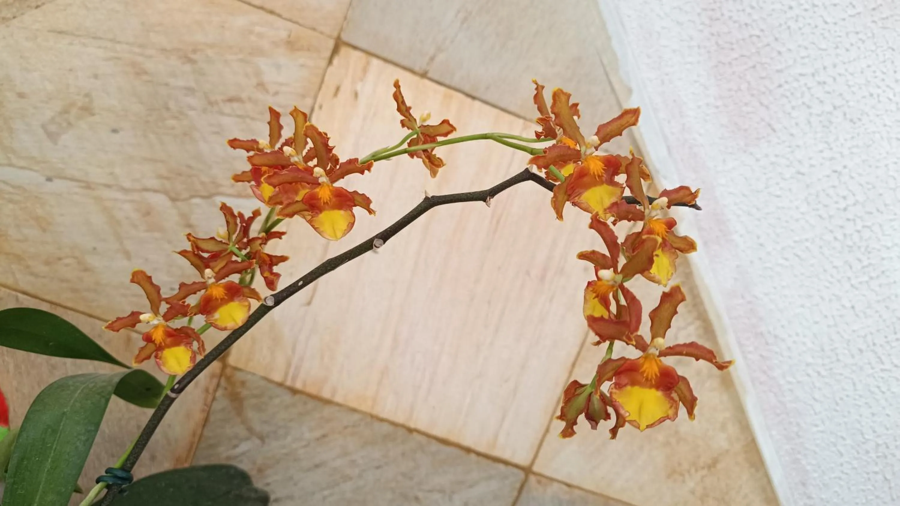 Pousada Betel - Moradas Familia Betel