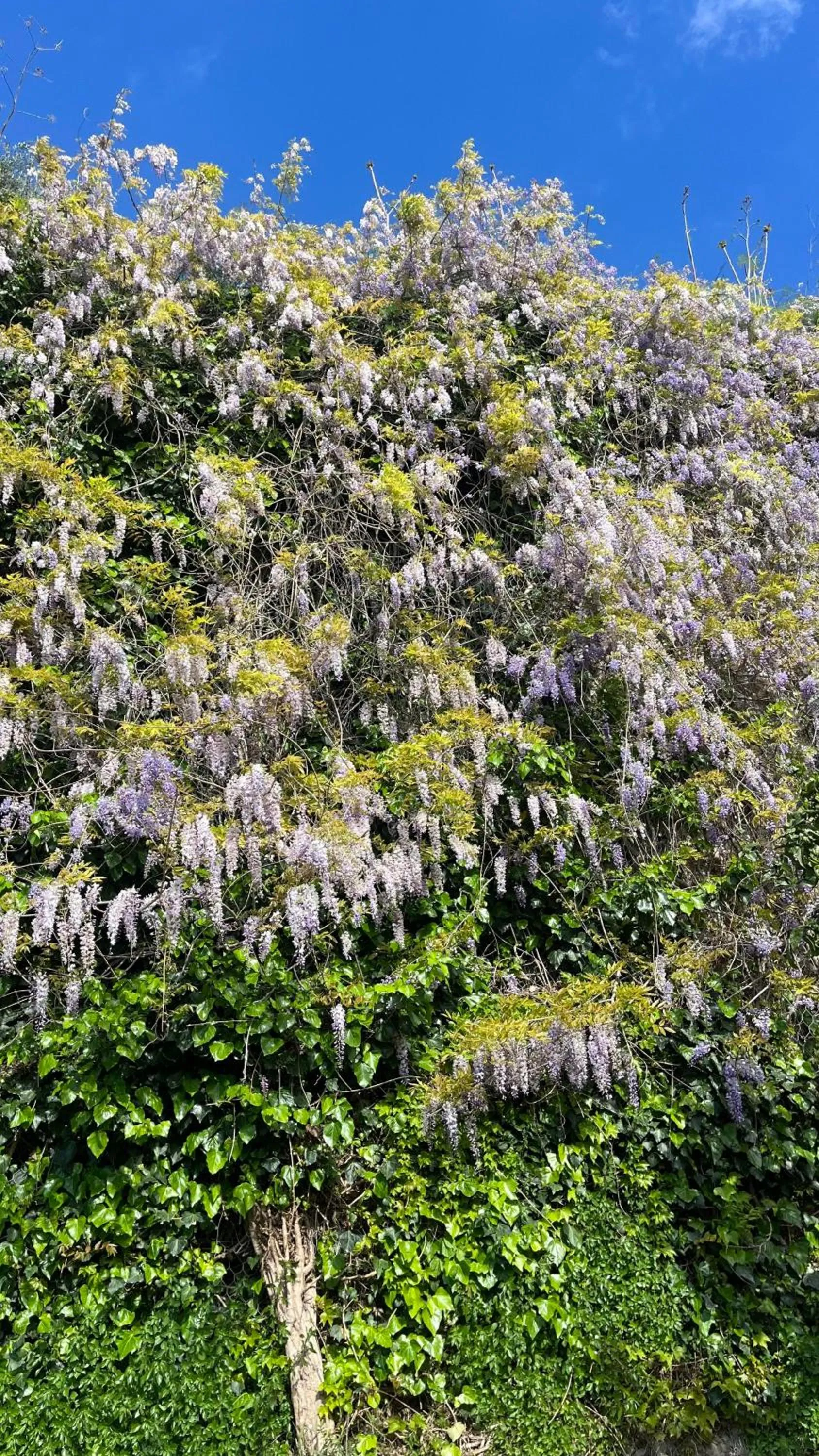 Garden in Il Saretto