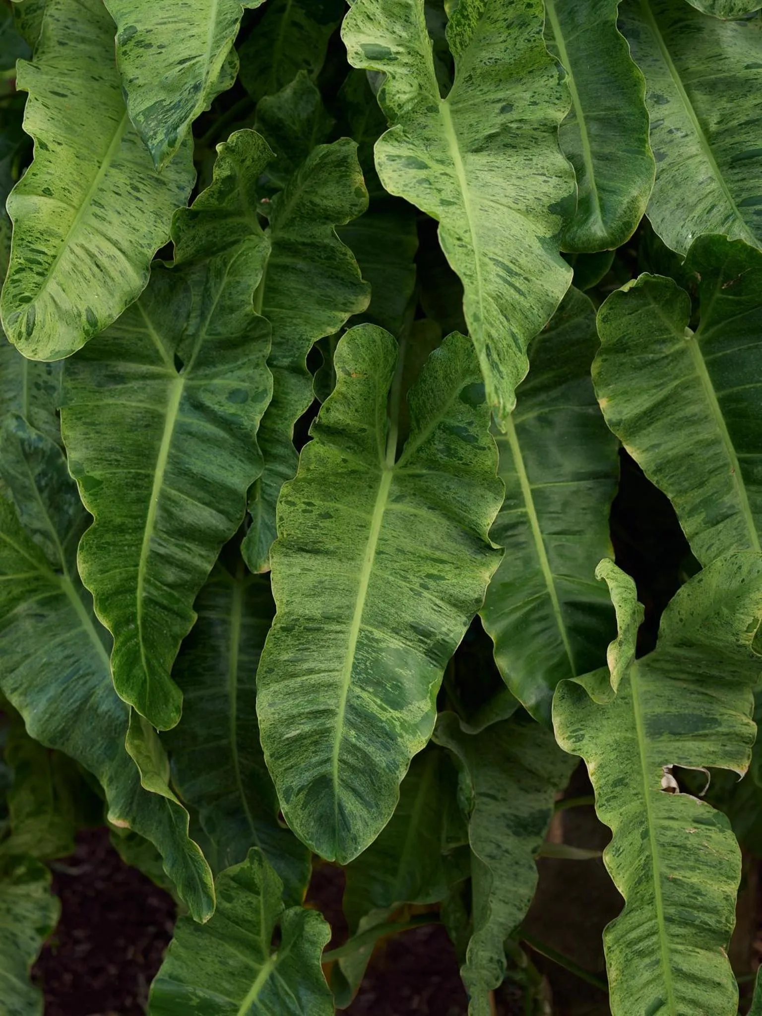 Garden in Hermitage Bay - All Inclusive