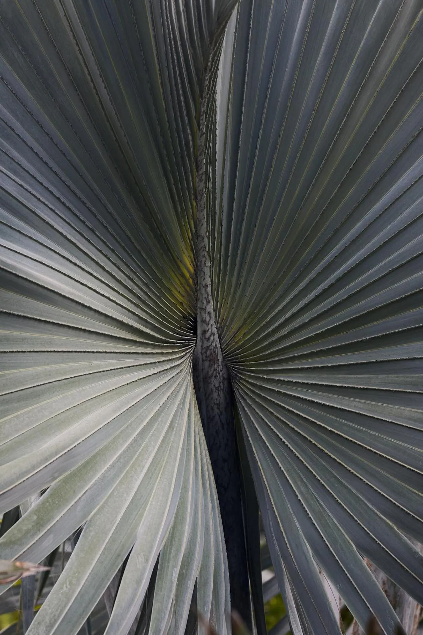 Garden in Hermitage Bay - All Inclusive