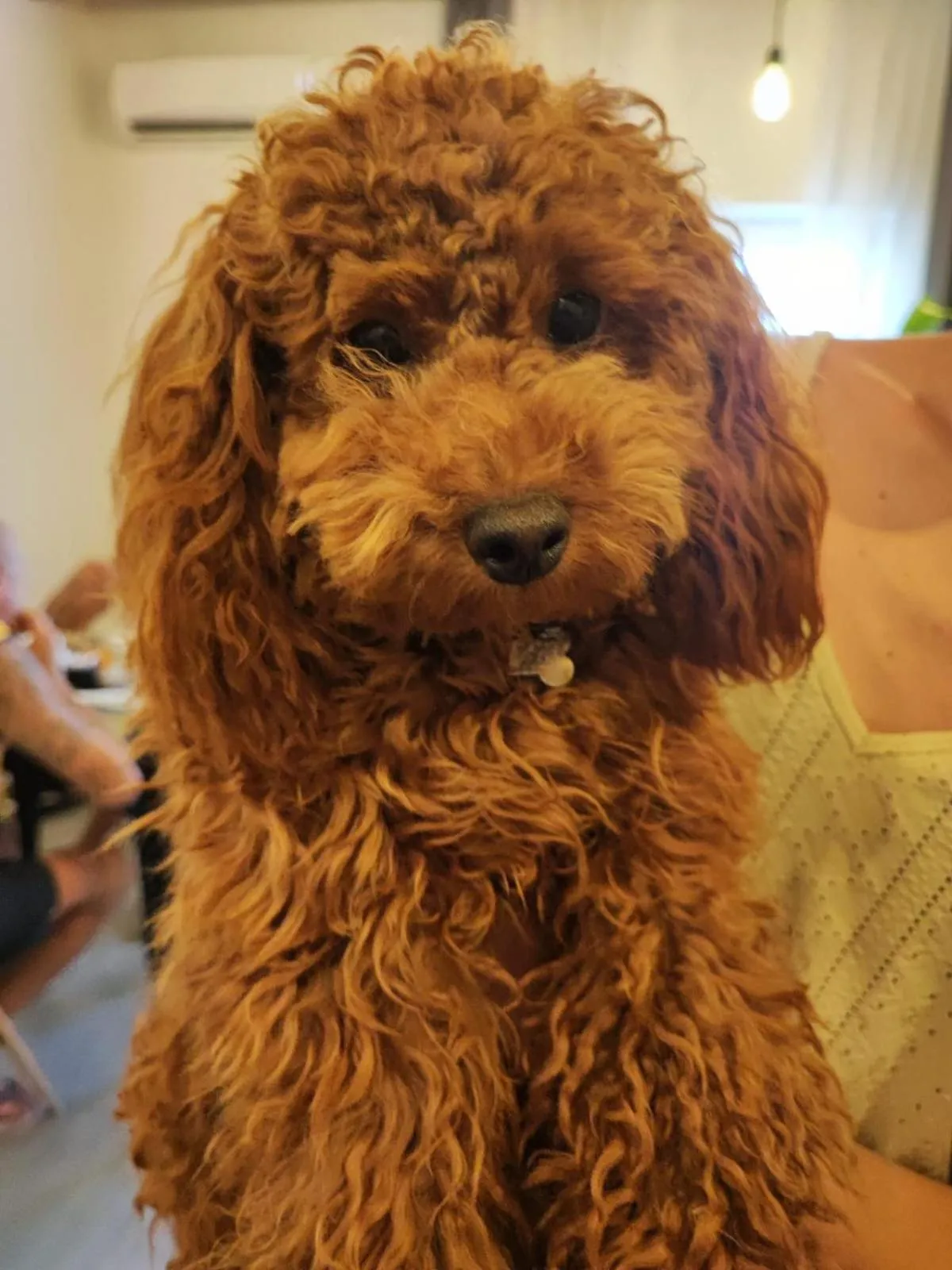 pet friendly in Al Faro Bianco B&B e Residence con parcheggio