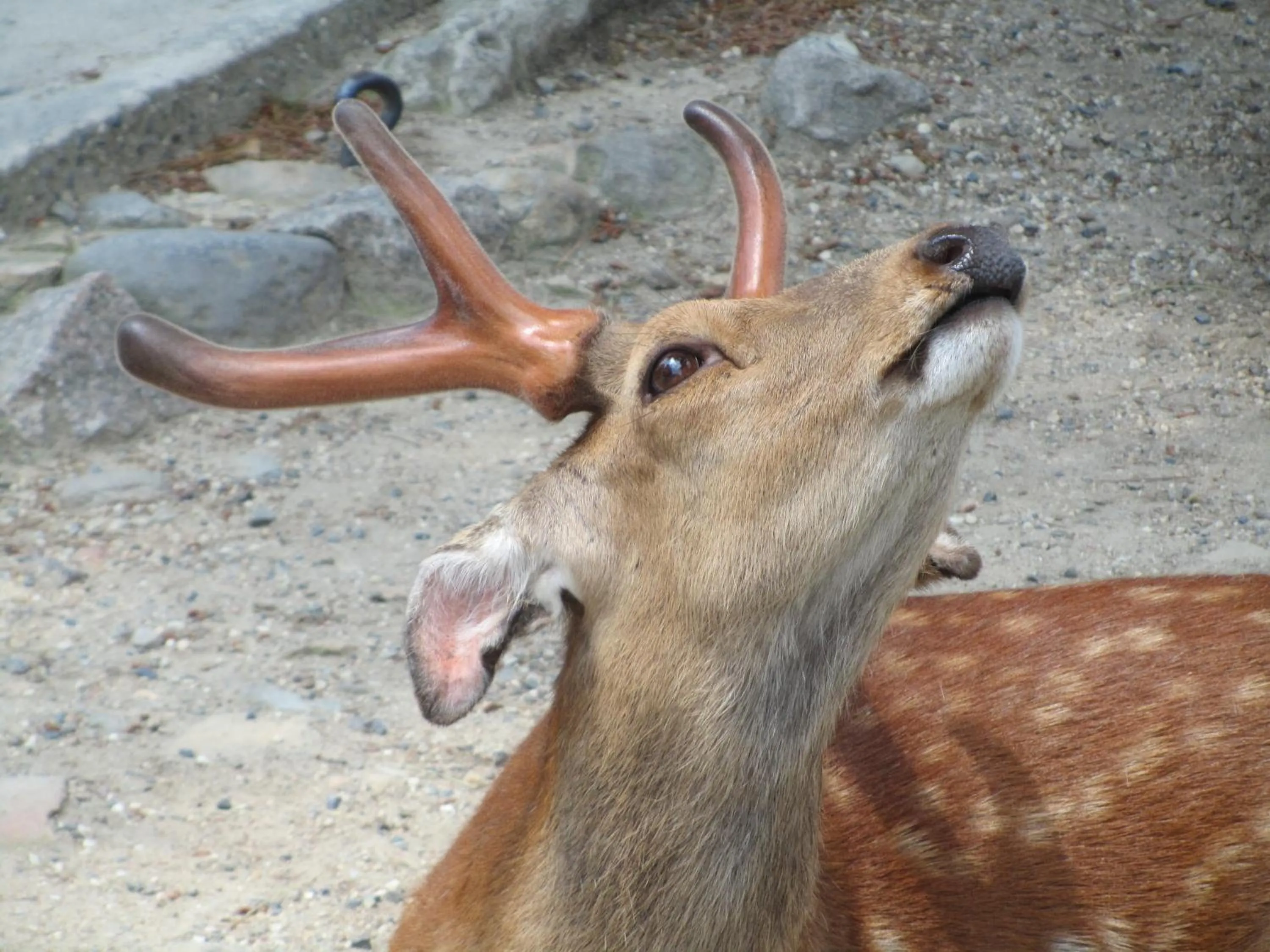 Nearby landmark in Hotel Hanakomichi
