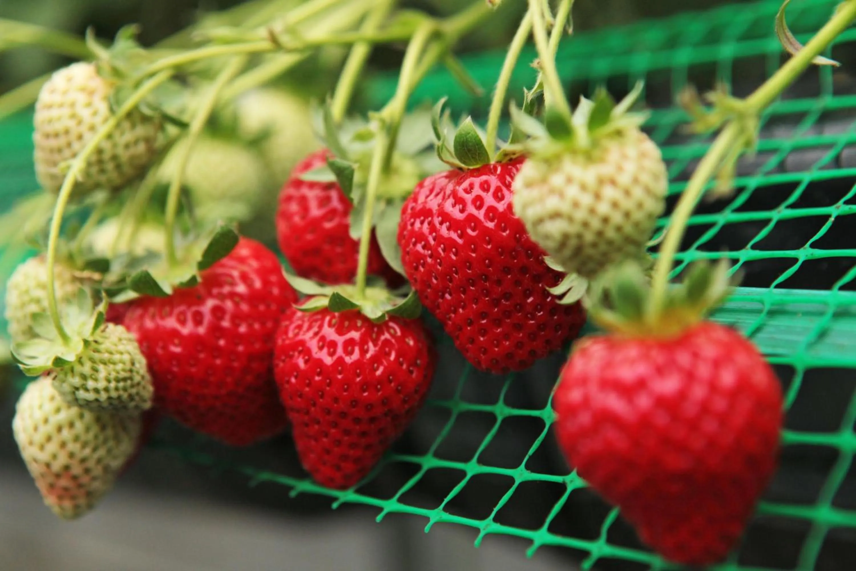 Nearby landmark, Food in Royal Hotel Munakata