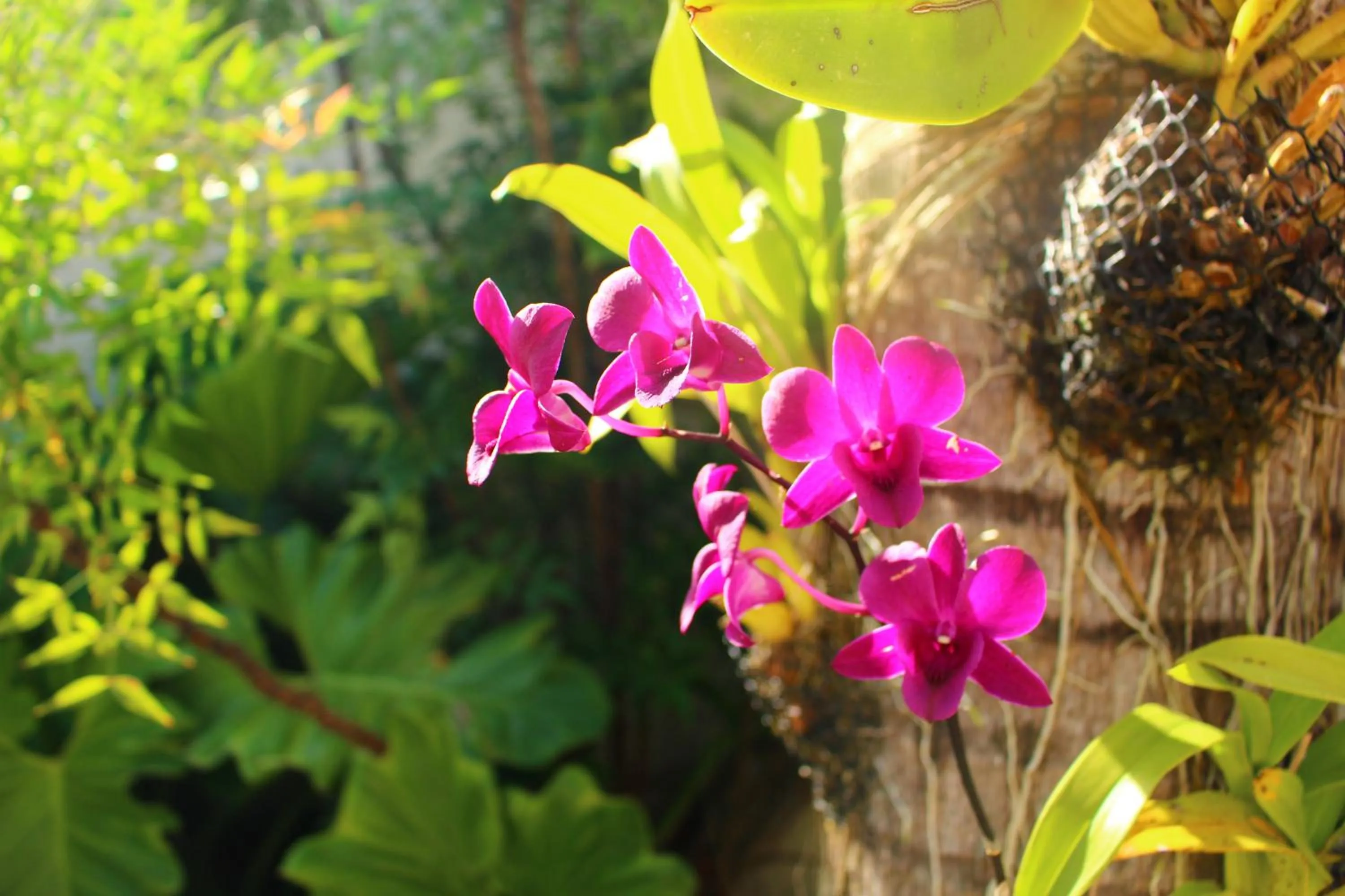 Natural landscape in Premier Garden Hotel