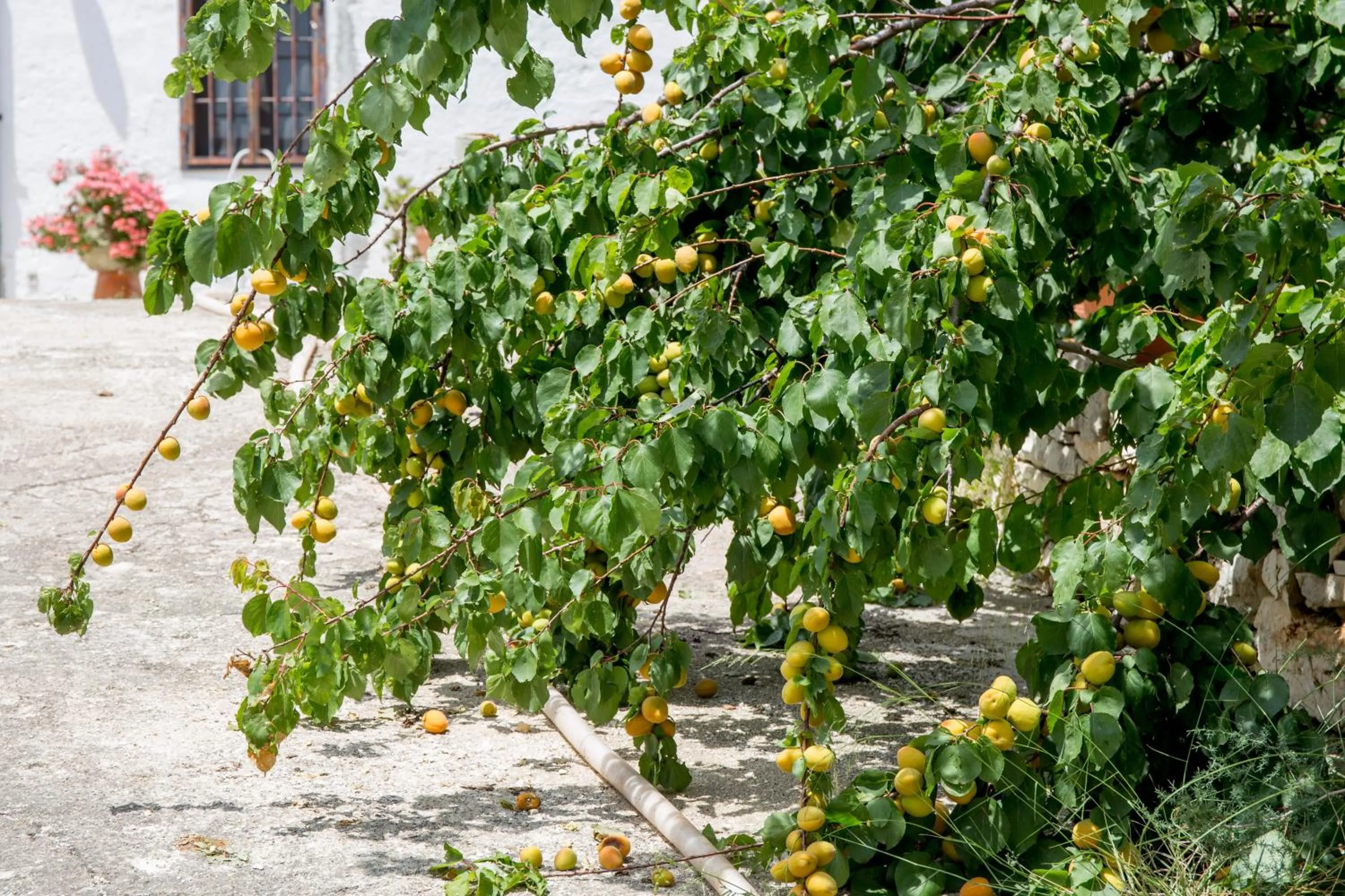 Garden in Profumo Di Terra