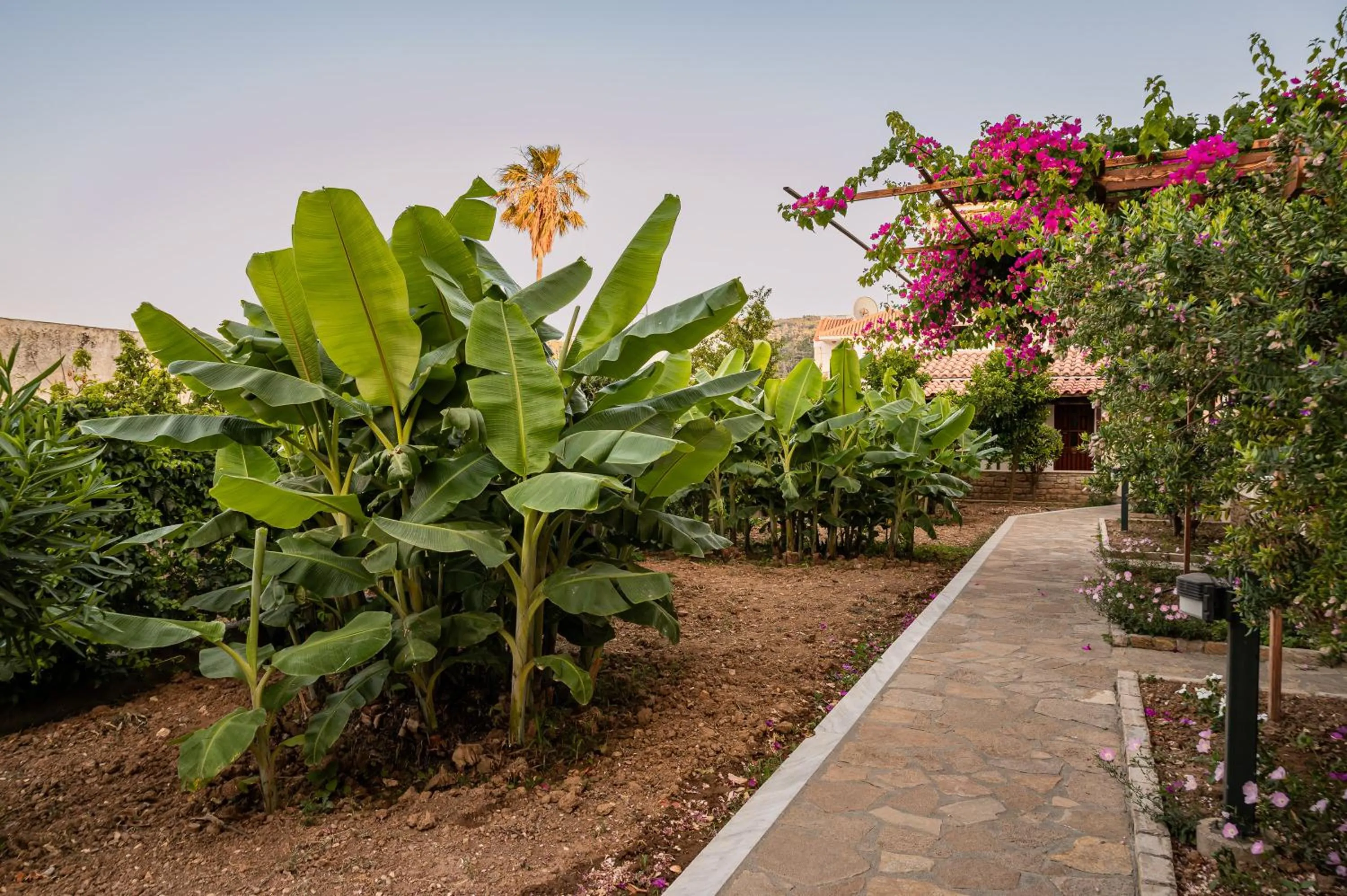 Garden in Hotel Athena