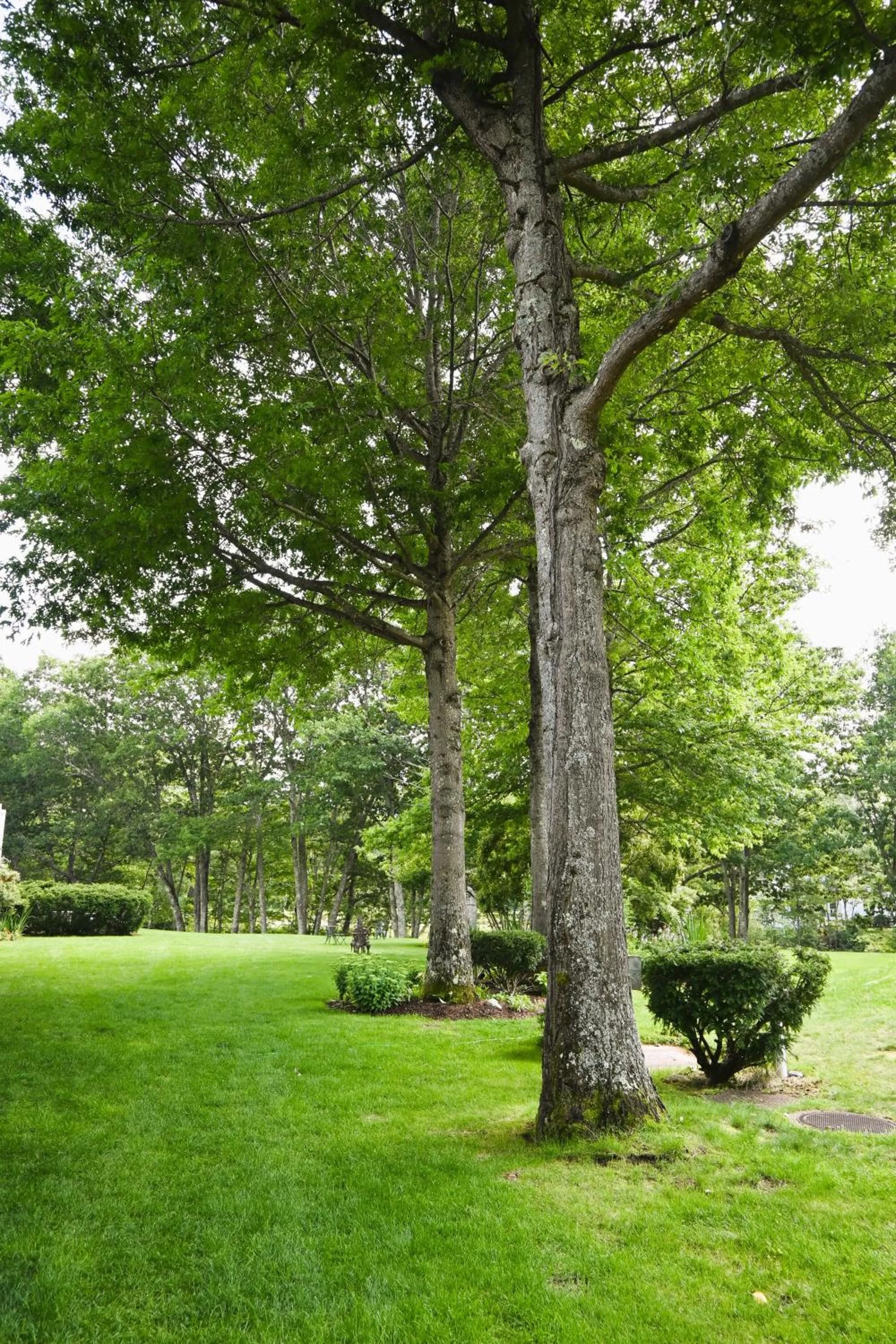 Garden view in The Lodge at Jackson Village