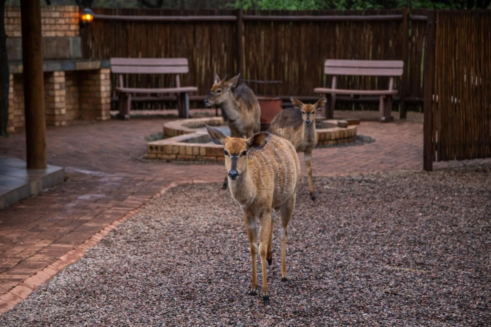 Sondela Nature Reserve & Spa Chalets