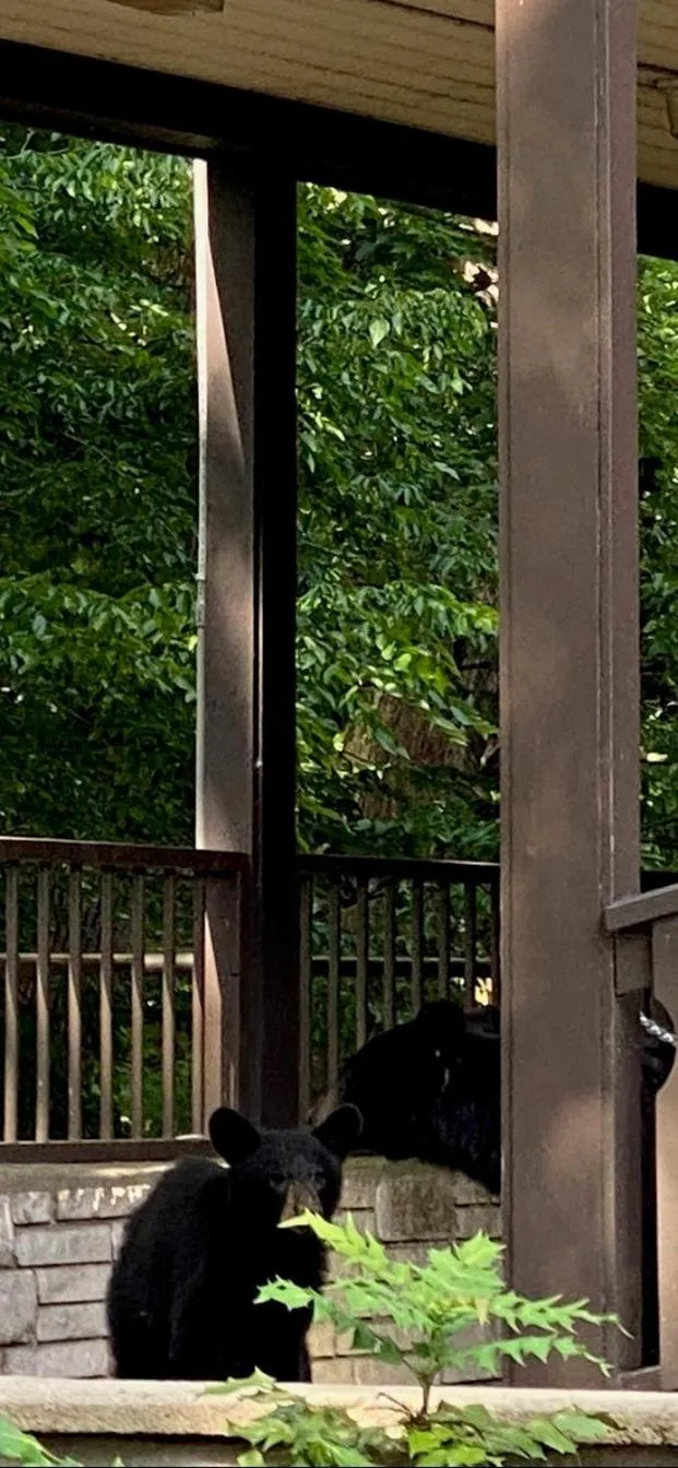 View (from property/room) in Brookside Lodge