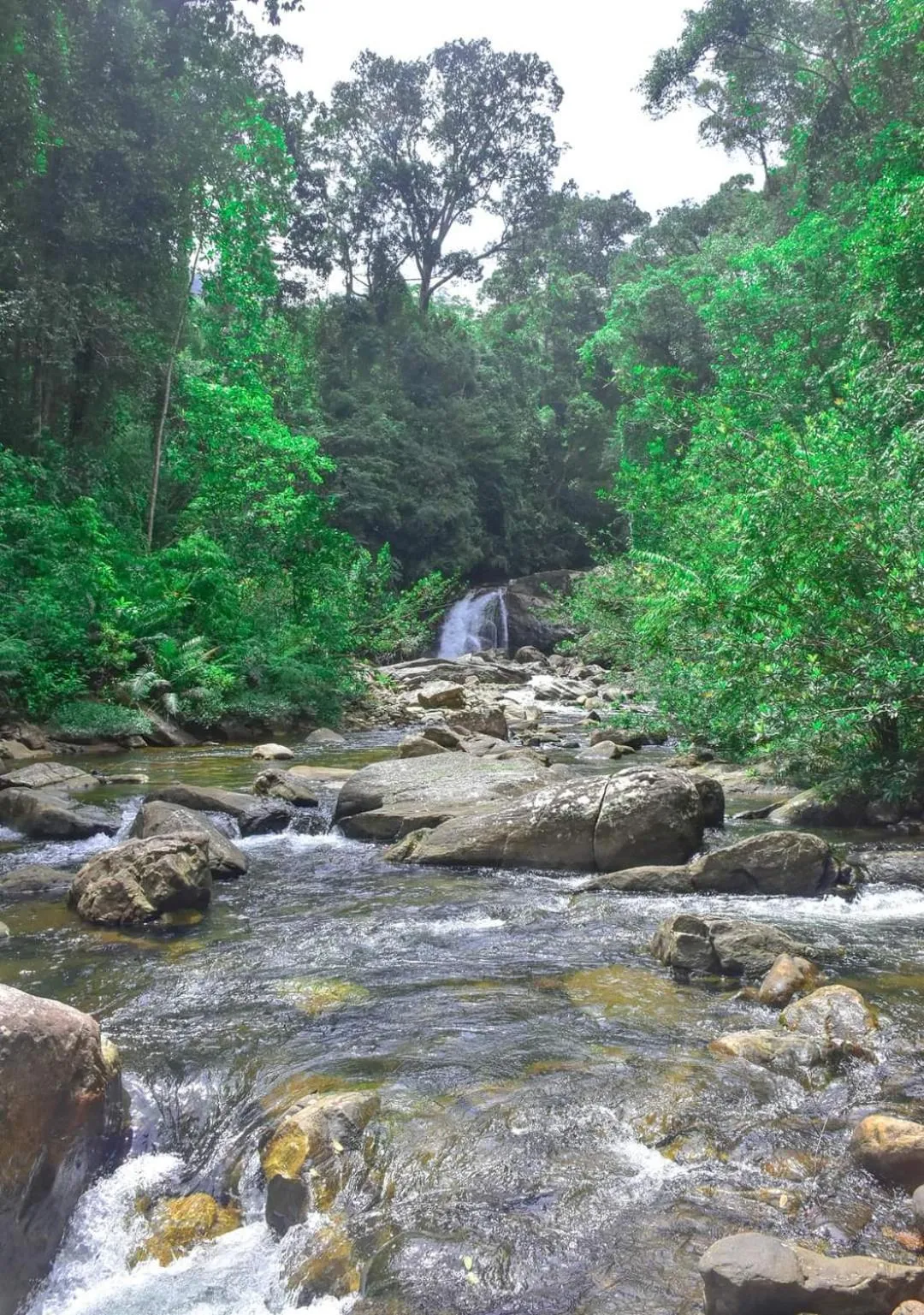 Sinharaja Forest Gate