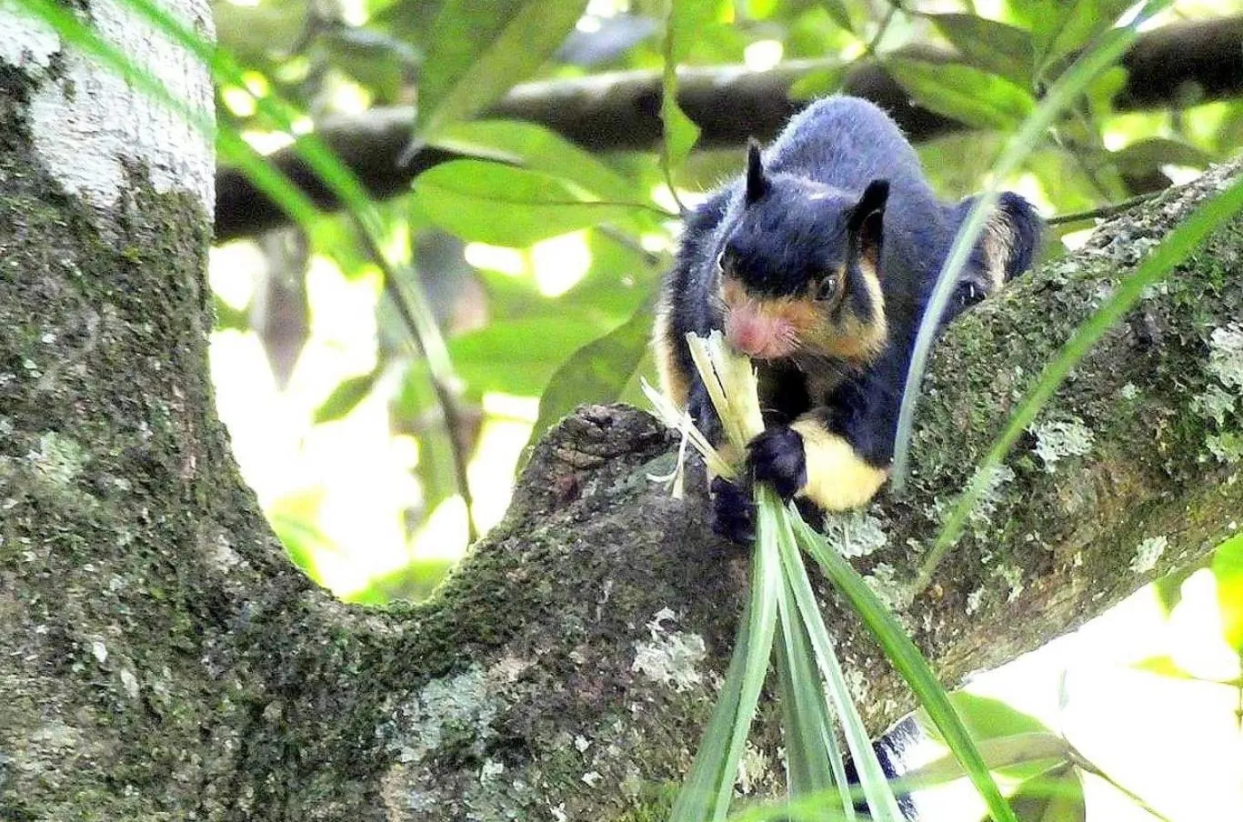 Animals in Sinharaja Forest Gate