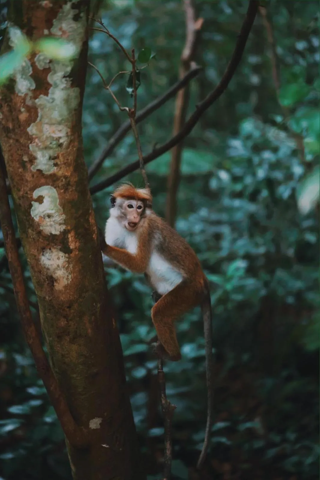 Sinharaja Forest Gate