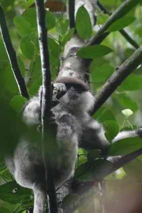 Sinharaja Forest Gate
