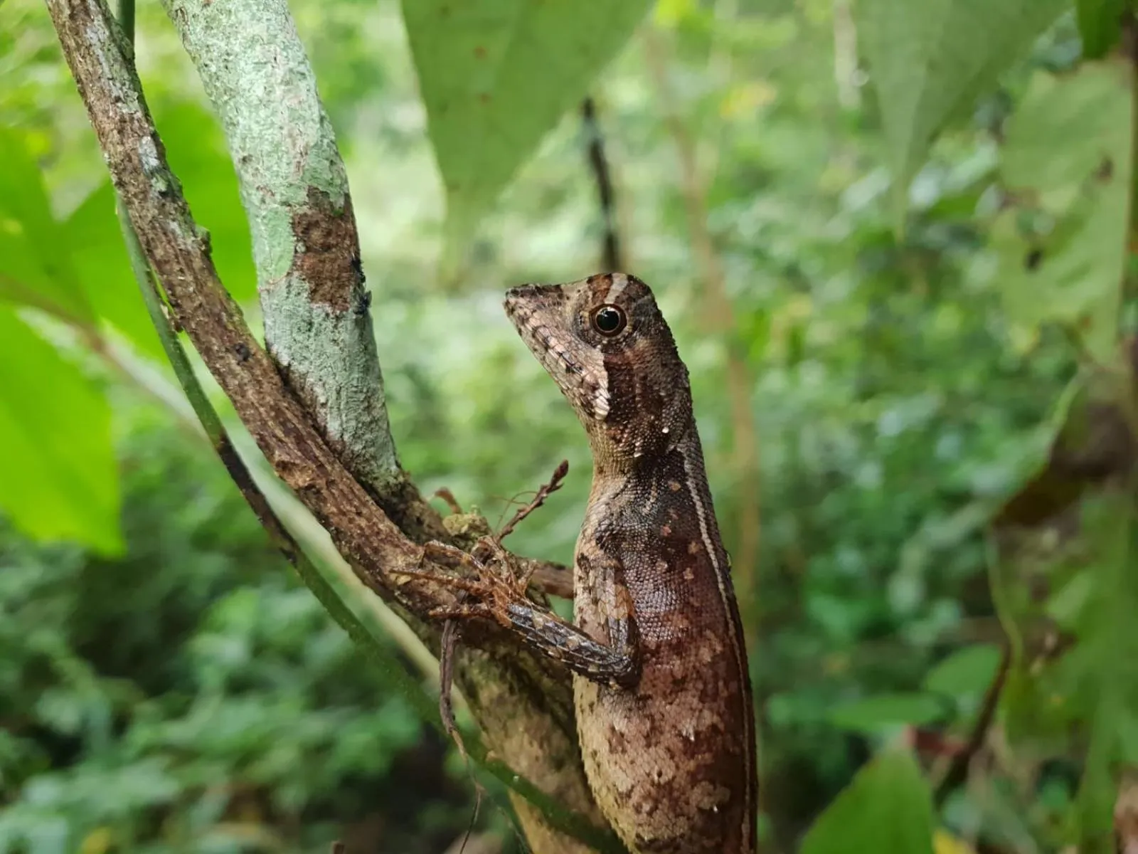 Sinharaja Forest Gate