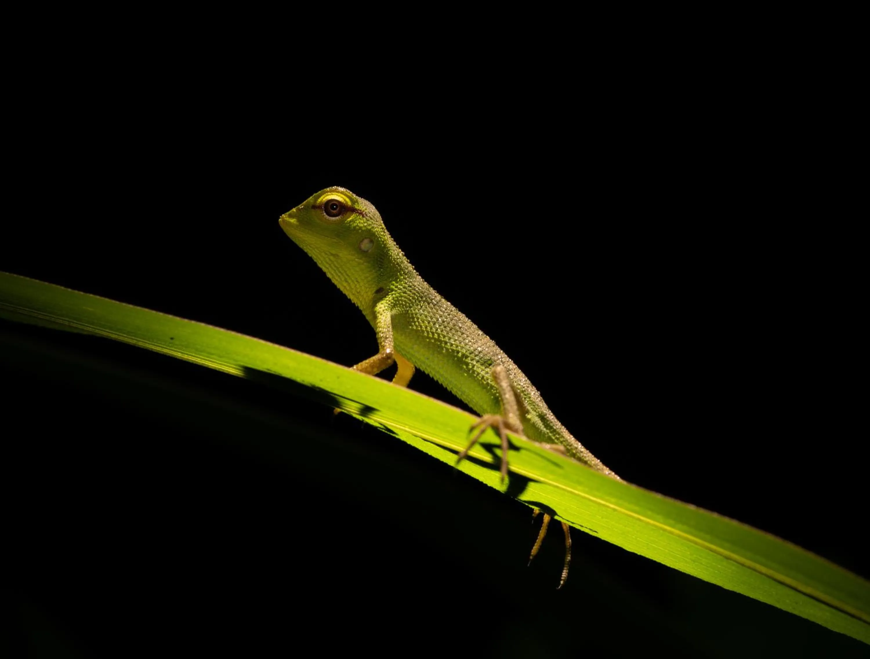 Sinharaja Forest Gate