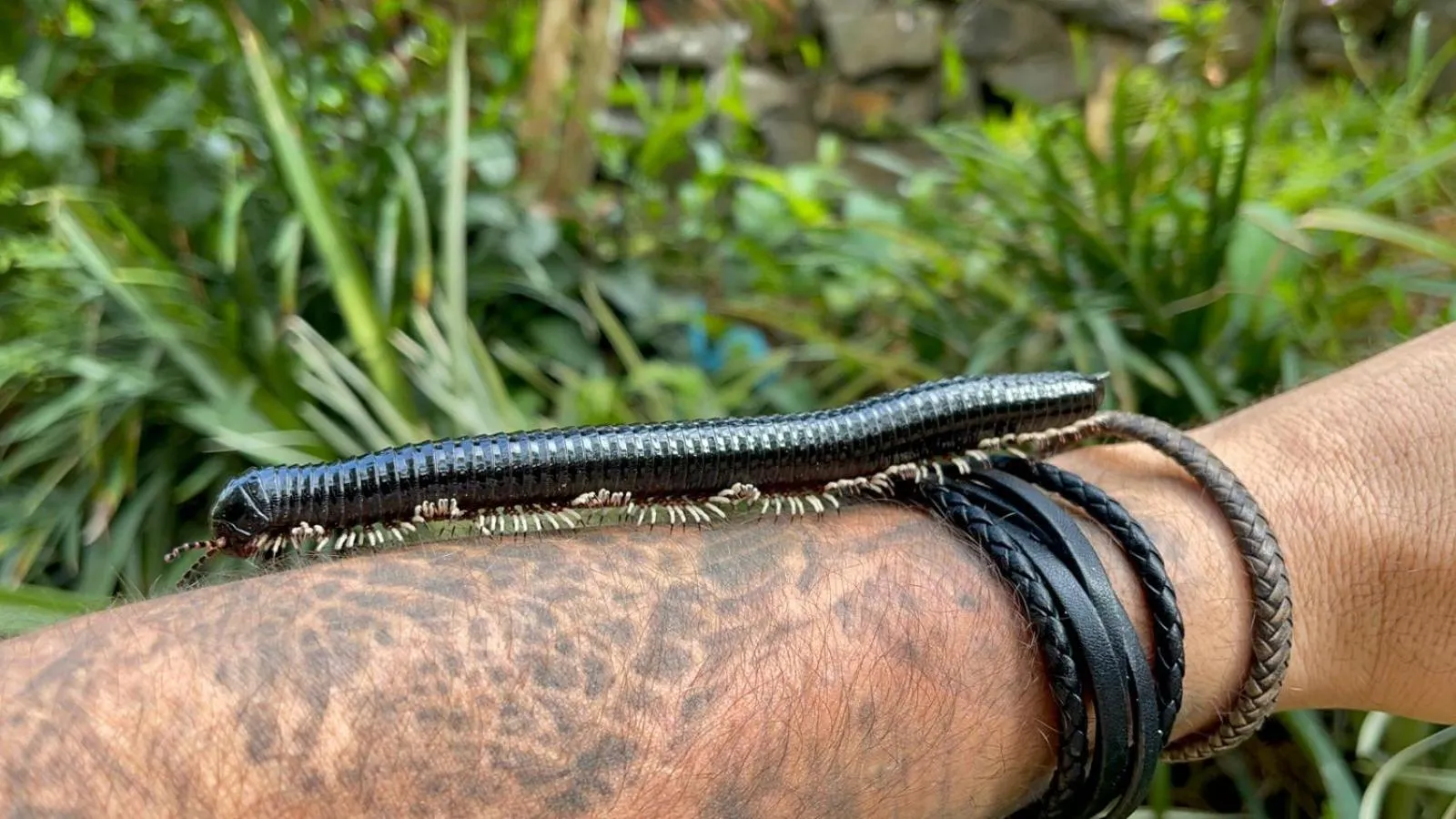 Sinharaja Forest Gate