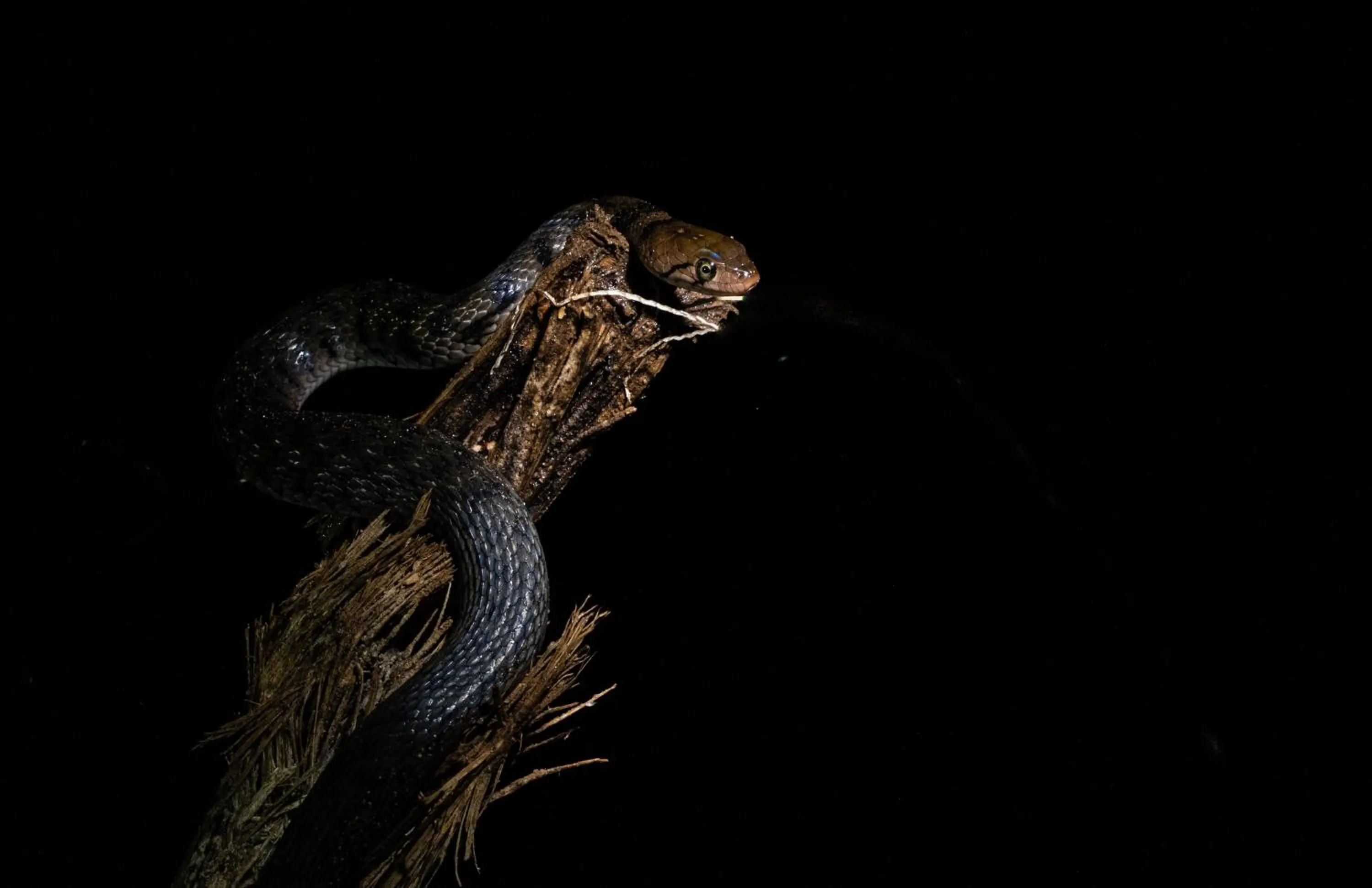 Sinharaja Forest Gate