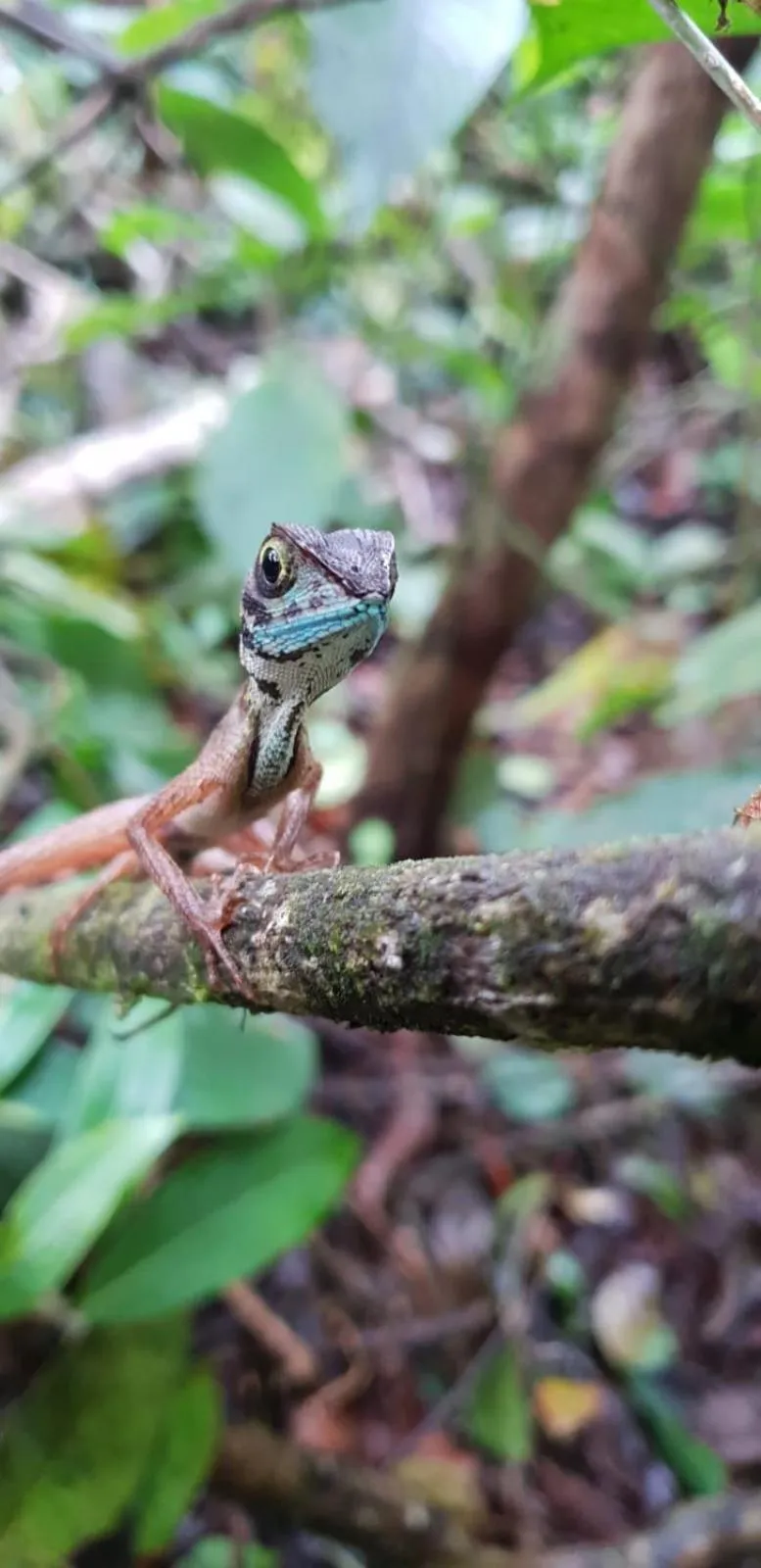 Sinharaja Forest Gate