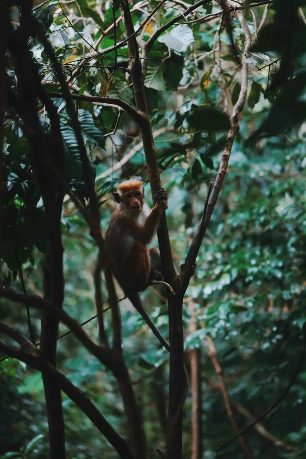 Sinharaja Forest Gate