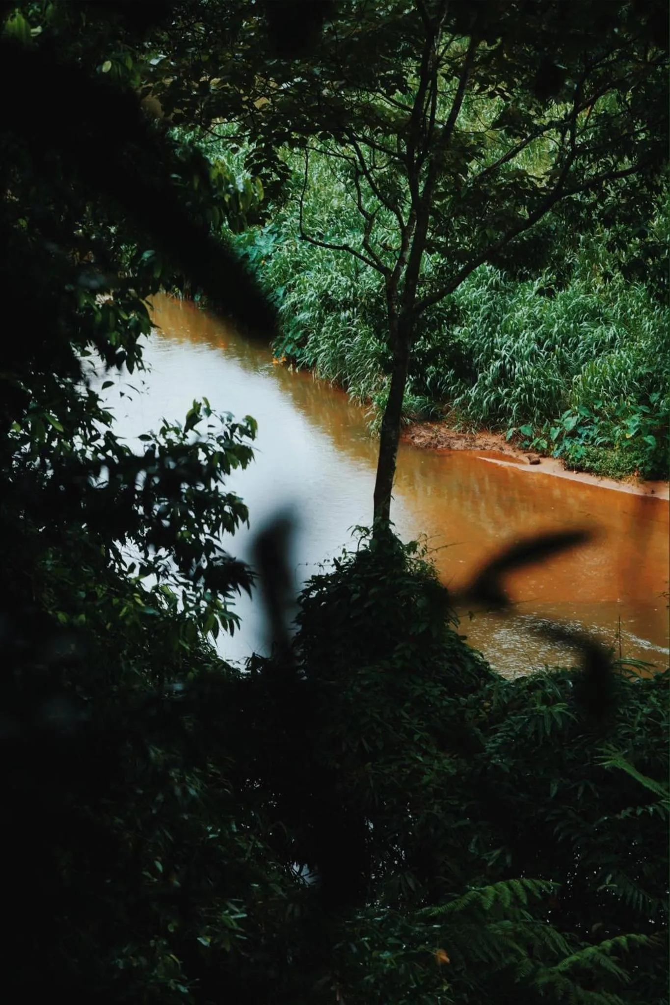 Sinharaja Forest Gate