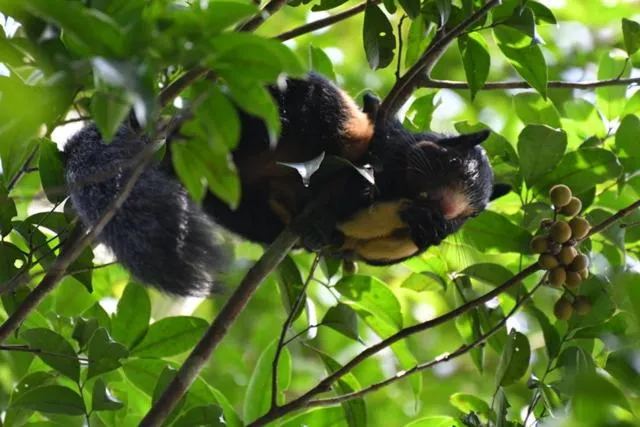 Sinharaja Forest Gate
