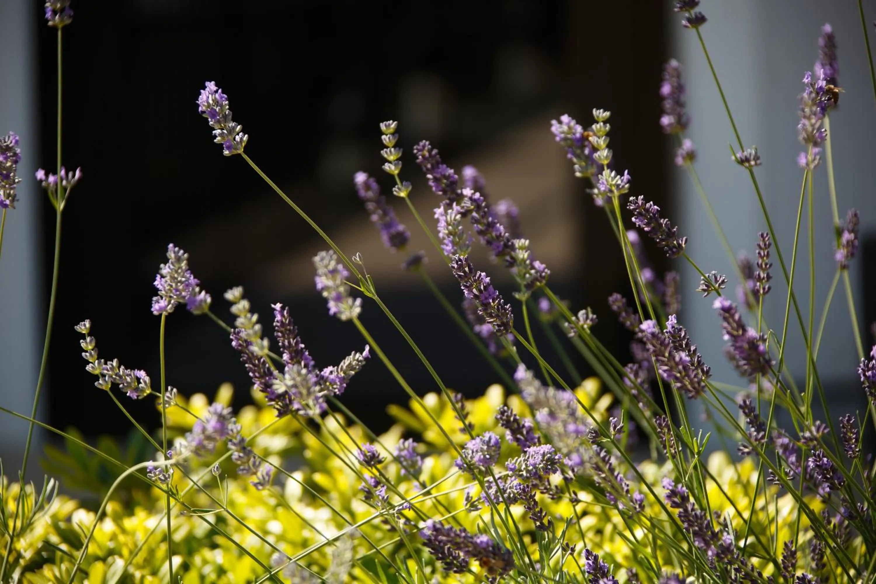 Garden in Jardins de Mademoiselle Hôtel & Spa